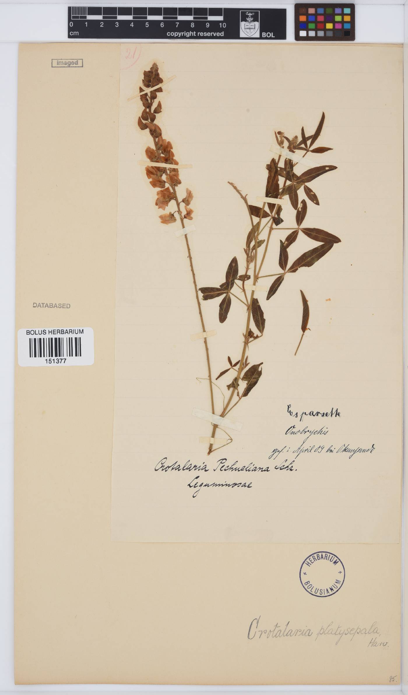 Crotalaria platysepala image