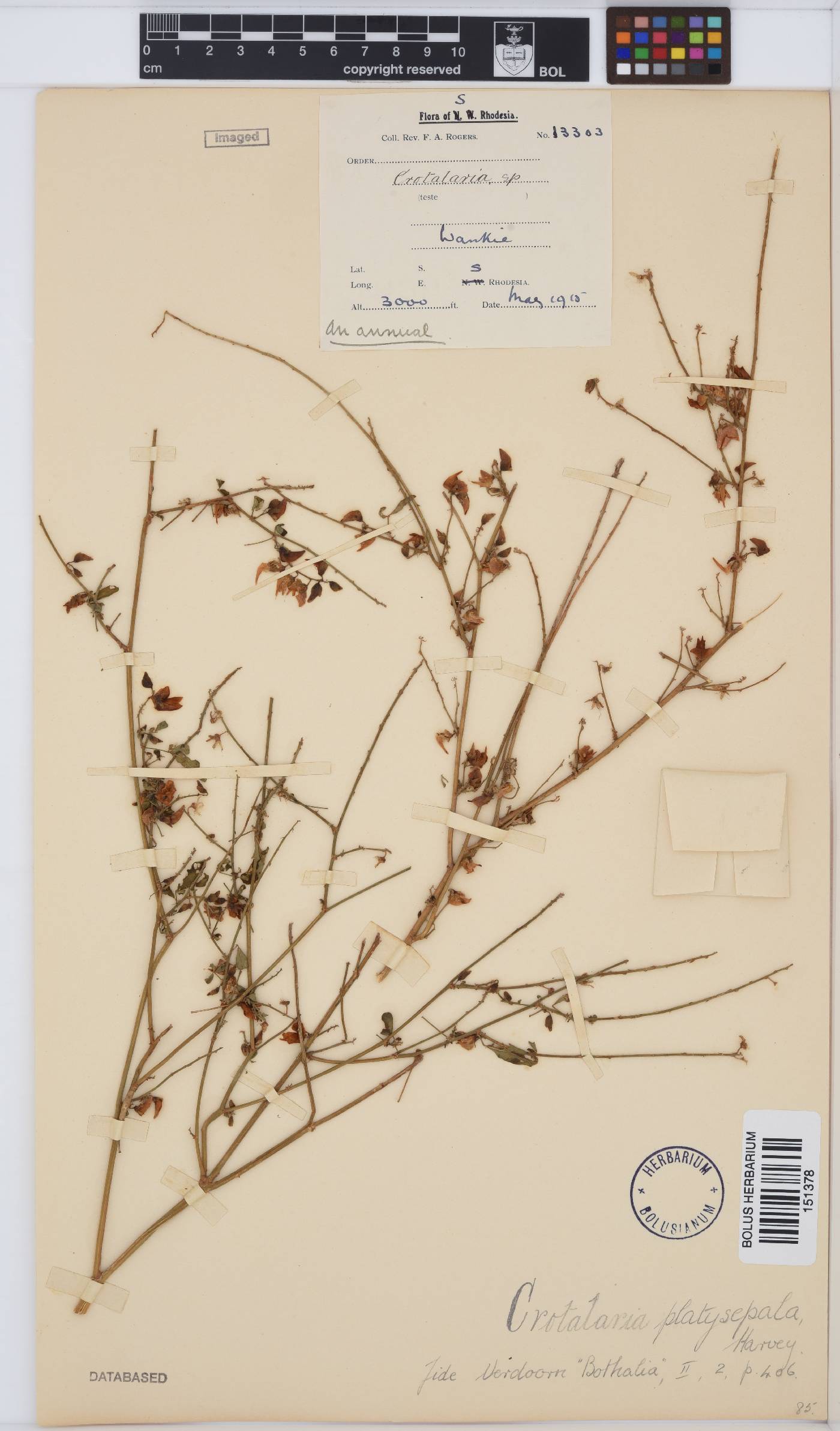 Crotalaria platysepala image