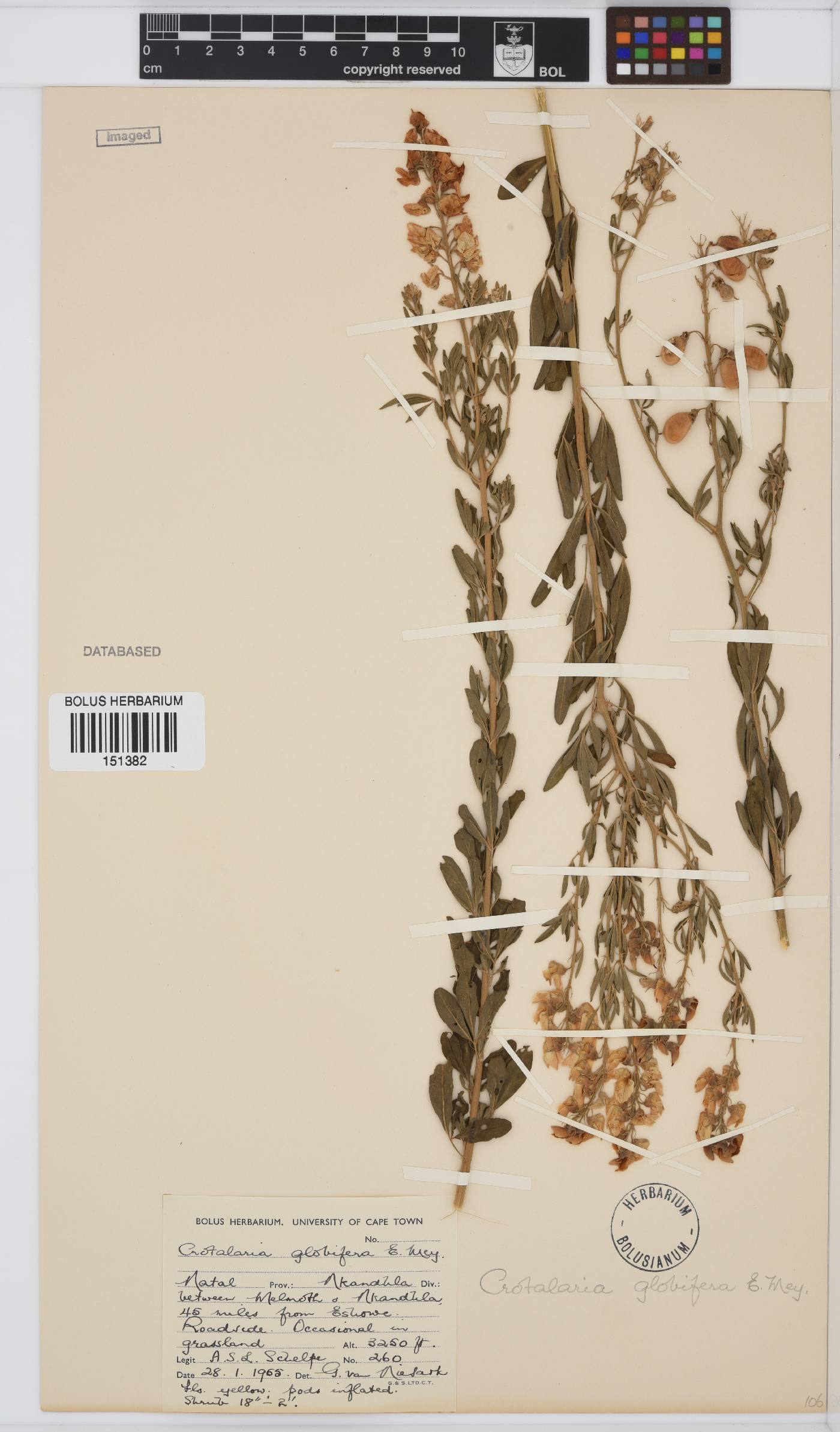 Crotalaria globifera image