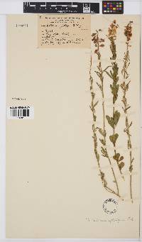 Crotalaria globifera image