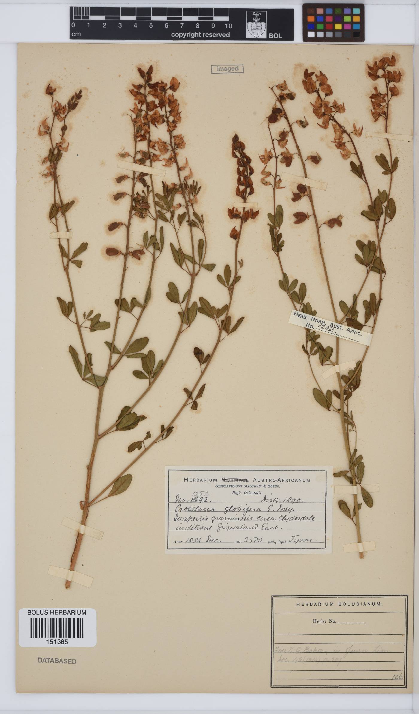 Crotalaria globifera image