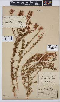 Crotalaria globifera image