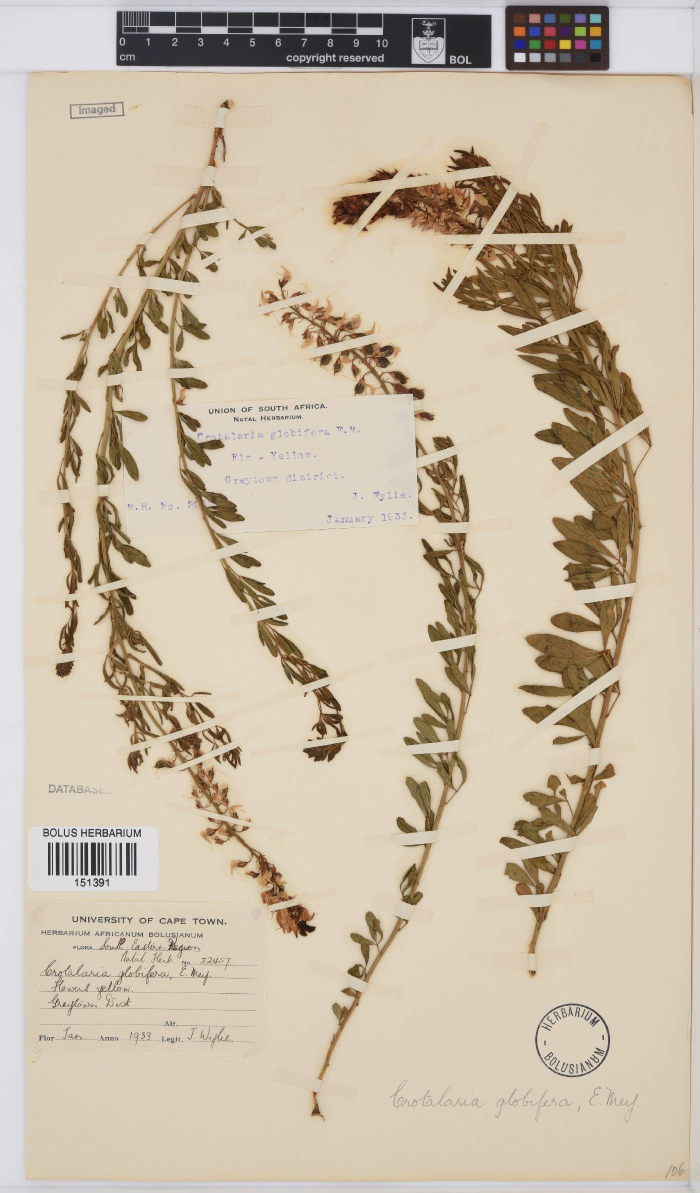 Crotalaria globifera image