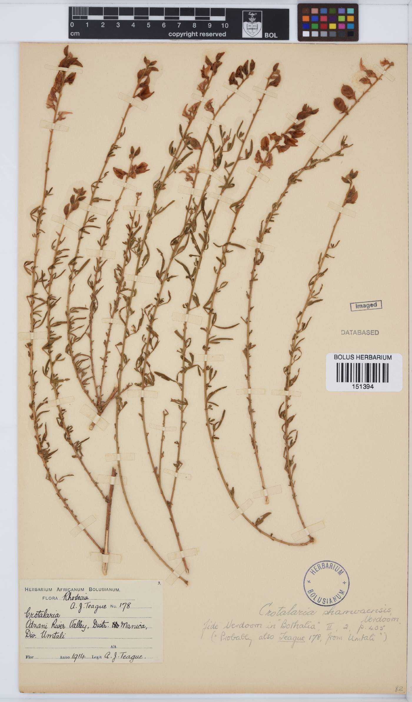Crotalaria virgulata subsp. virgulata image