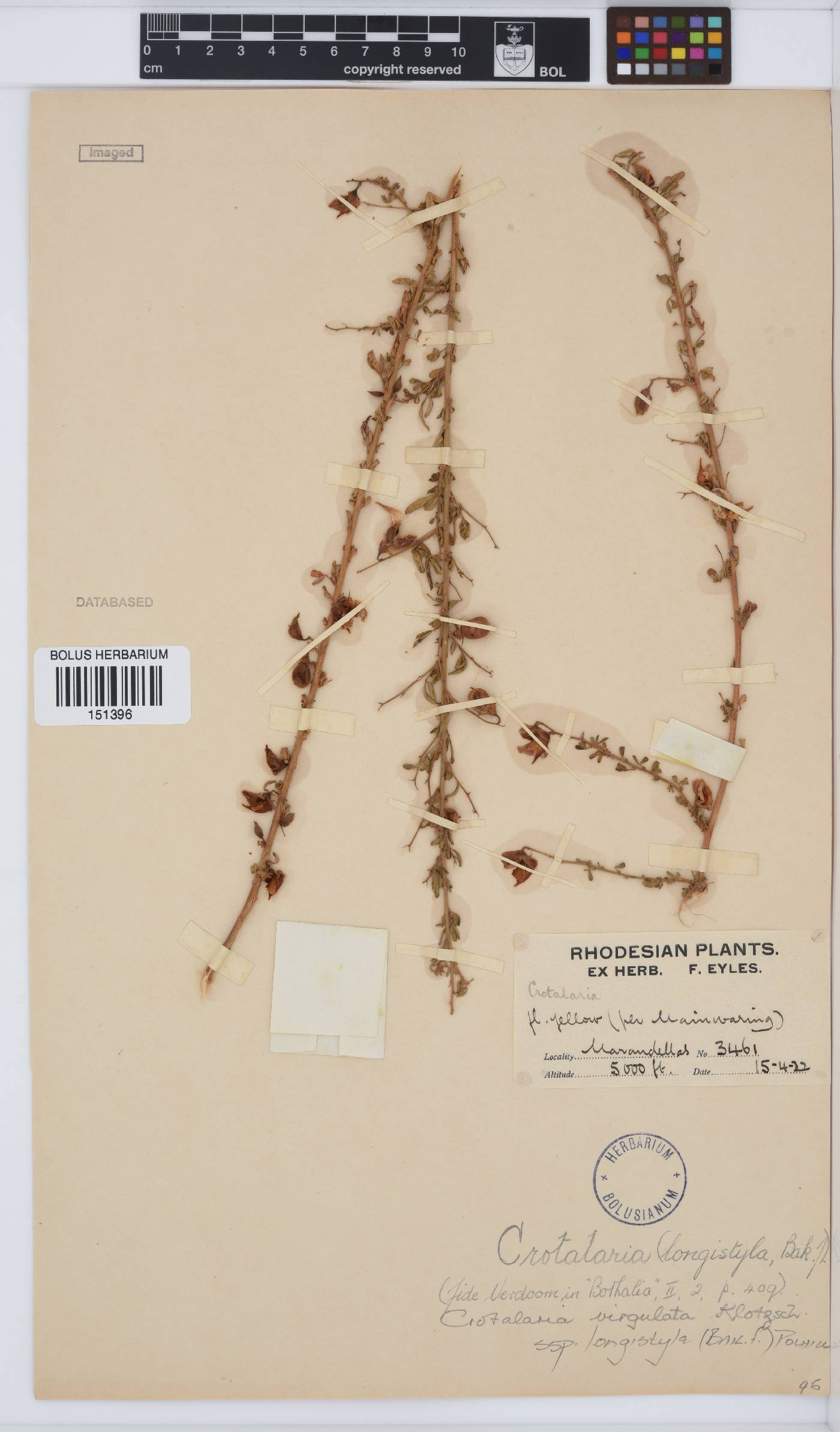 Crotalaria virgulata image