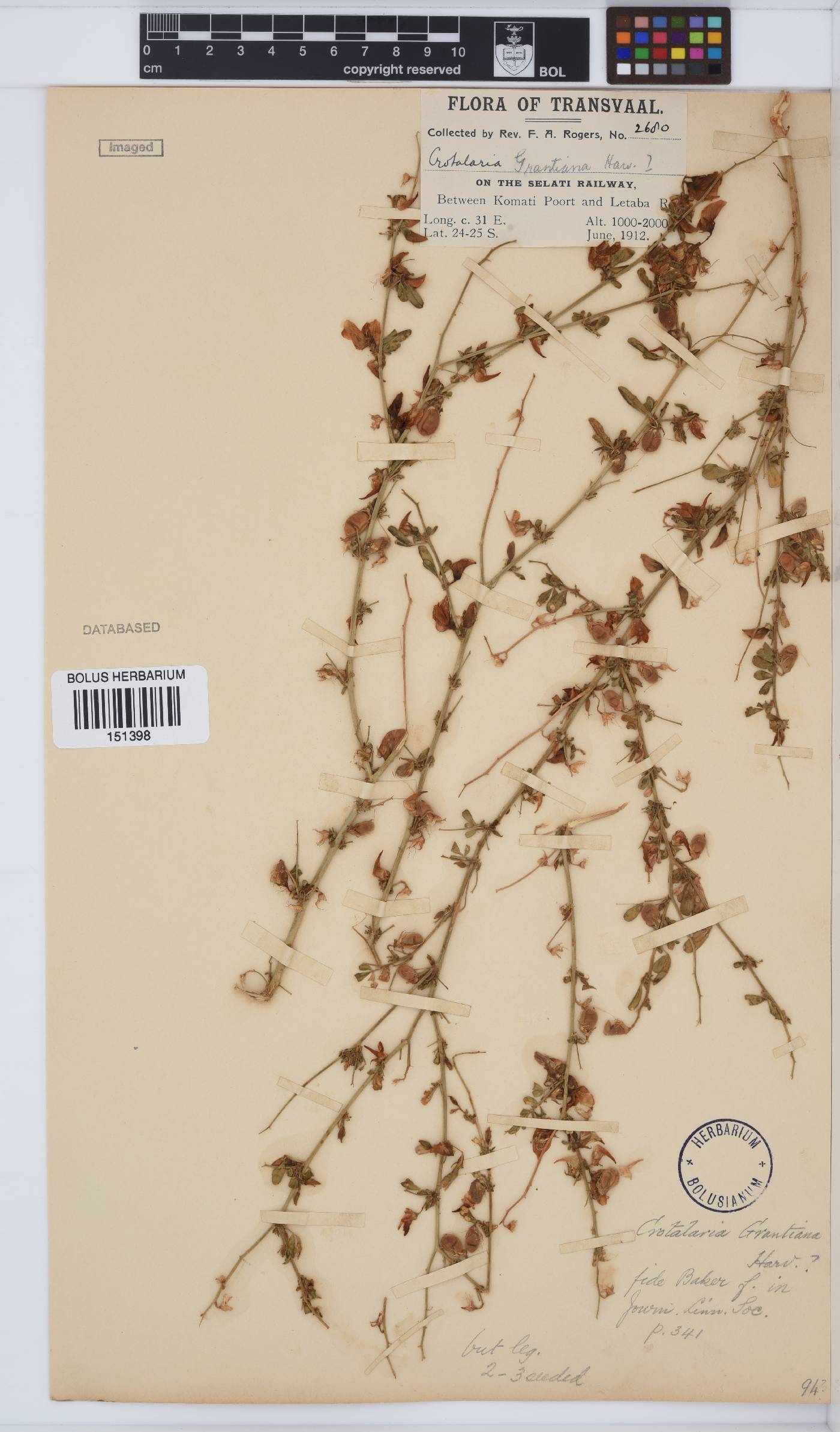 Crotalaria virgulata subsp. grantiana image