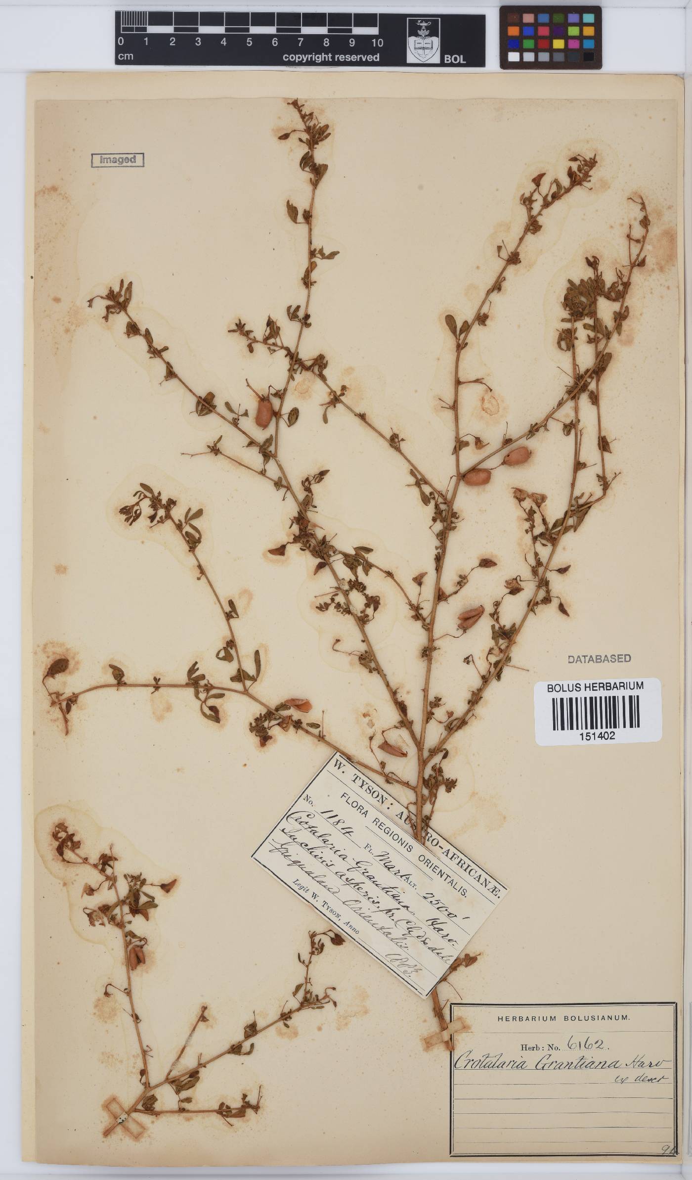 Crotalaria virgulata subsp. grantiana image