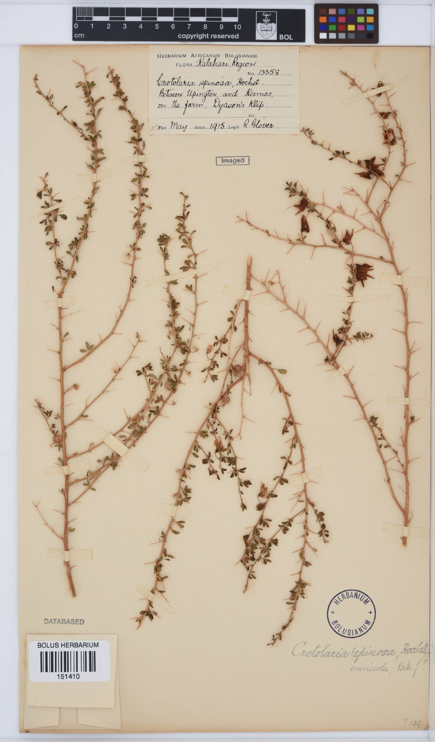 Crotalaria eremicola subsp. eremicola image