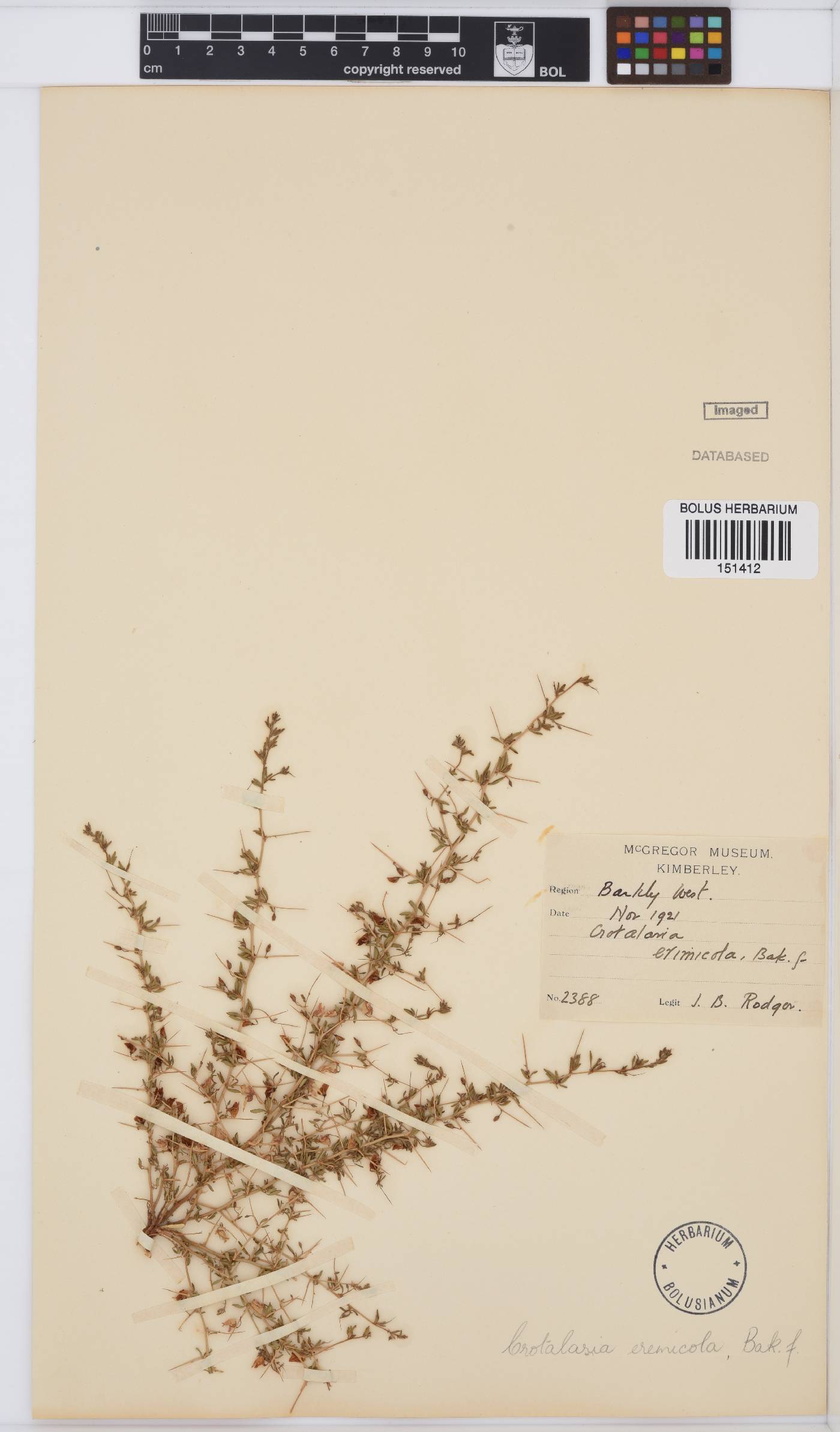 Crotalaria eremicola subsp. eremicola image