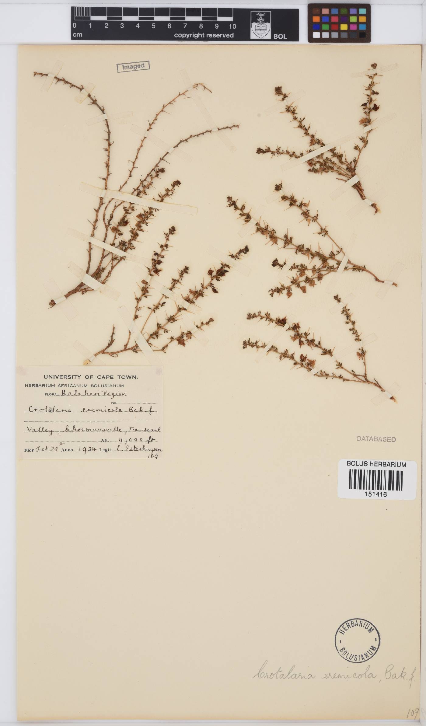 Crotalaria eremicola subsp. parviflora image