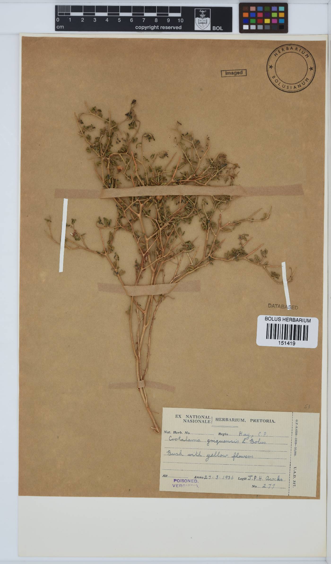 Crotalaria griquensis image