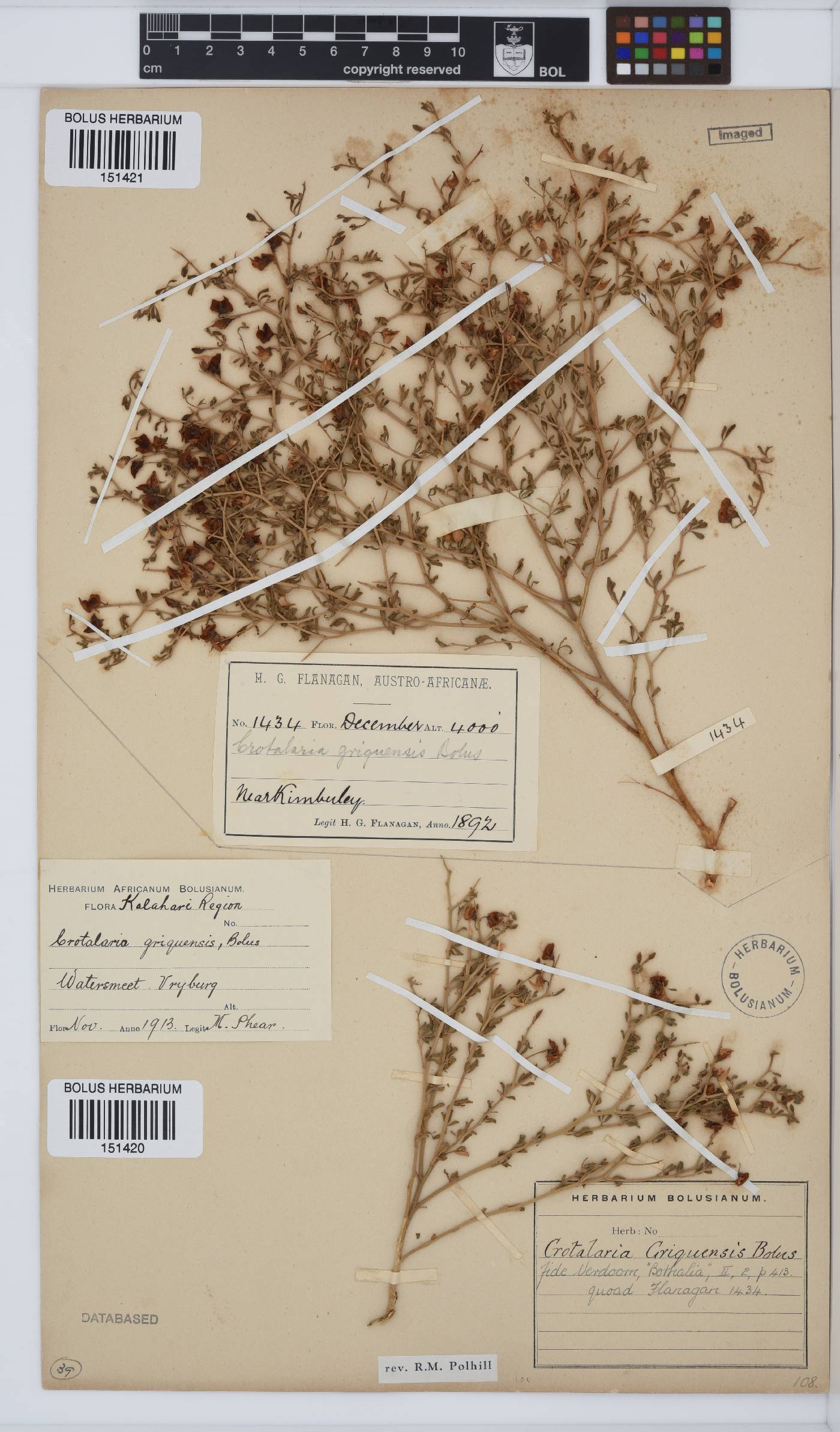 Crotalaria griquensis image