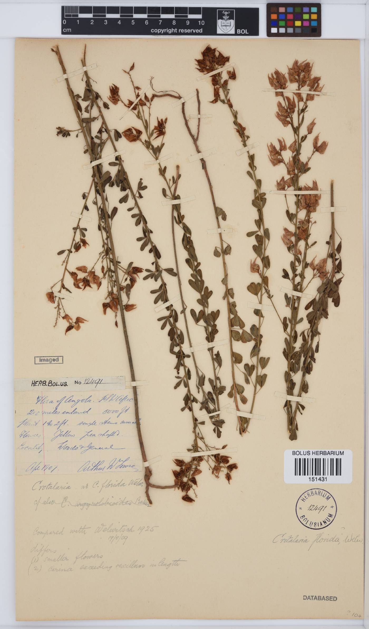 Crotalaria florida image
