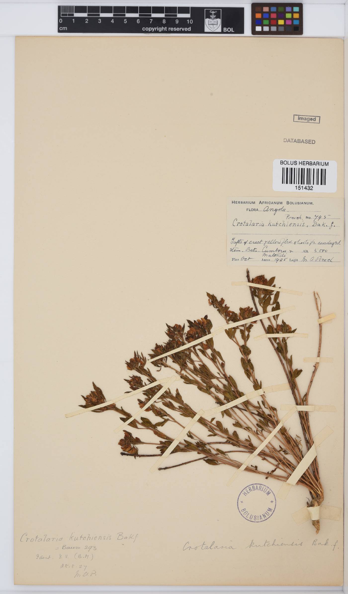 Crotalaria quangensis image