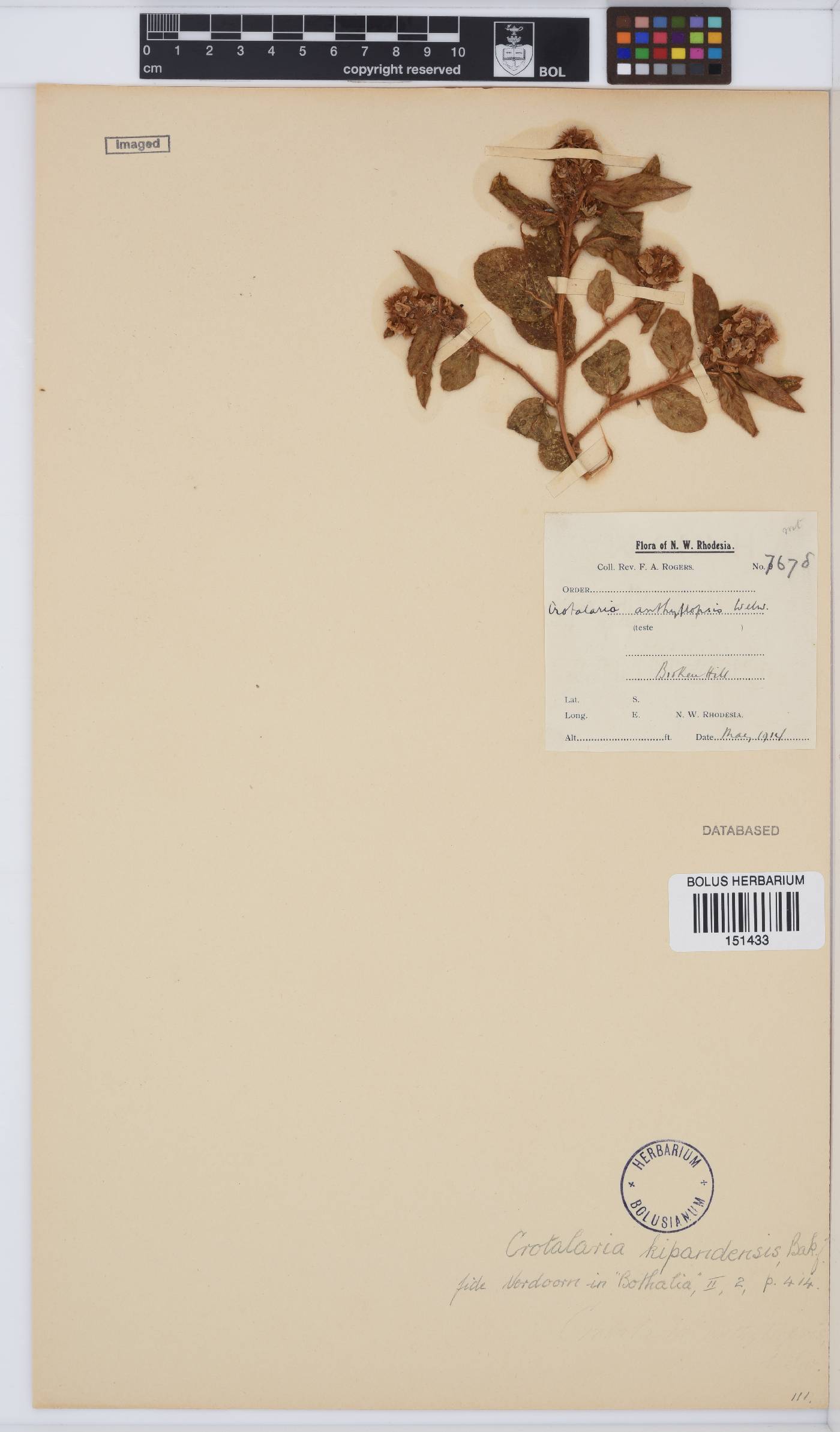 Crotalaria kipandensis image