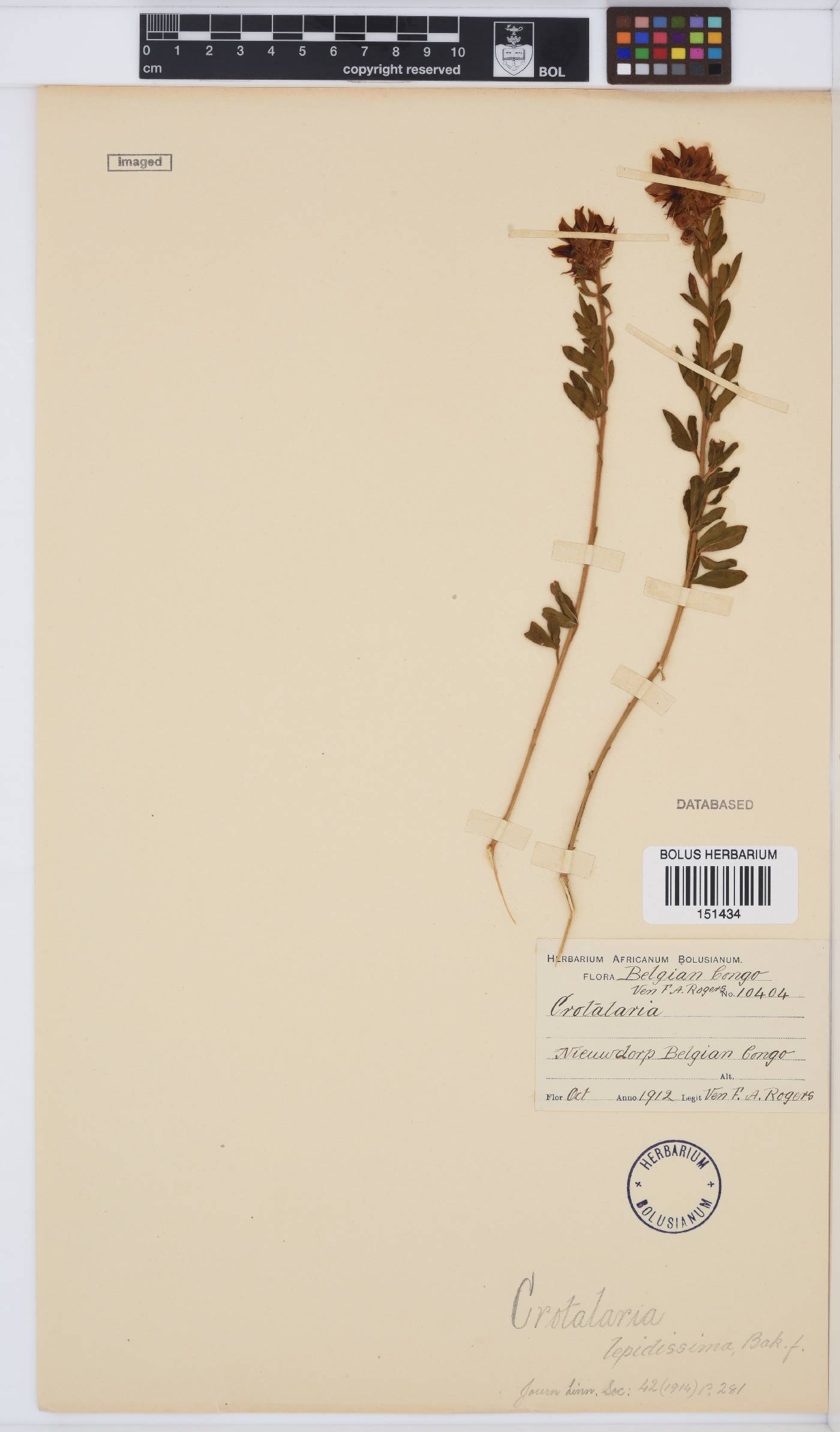 Crotalaria lepidissima image