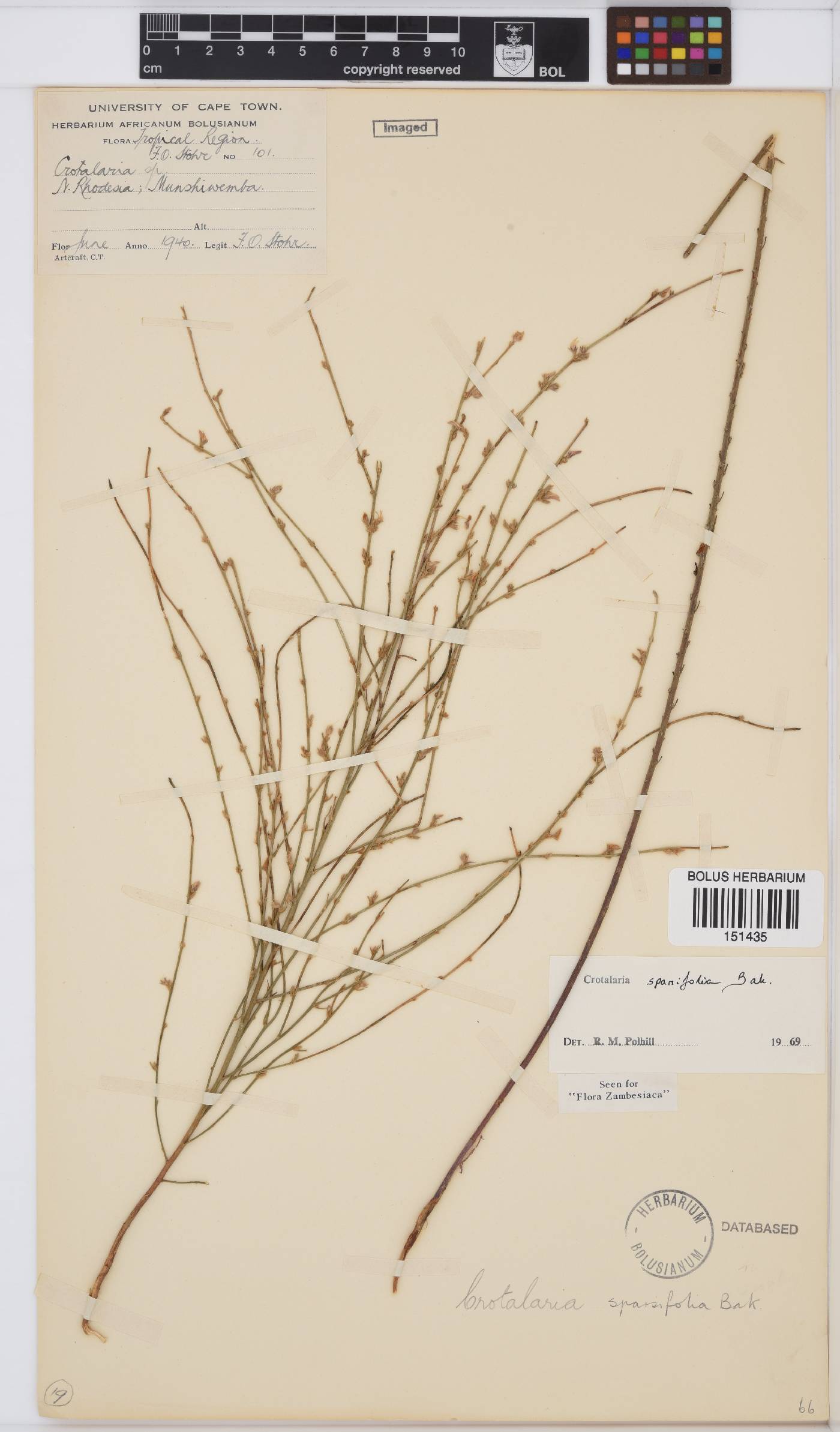 Crotalaria sparsifolia image