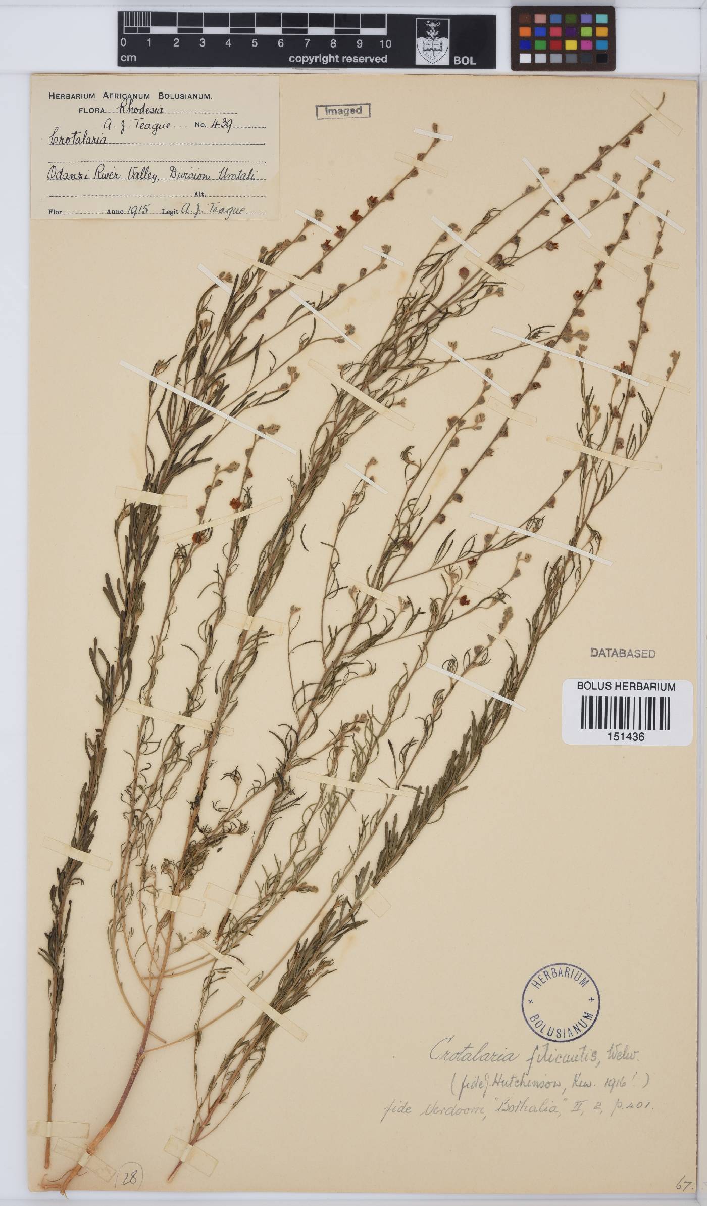 Crotalaria filicaulis image
