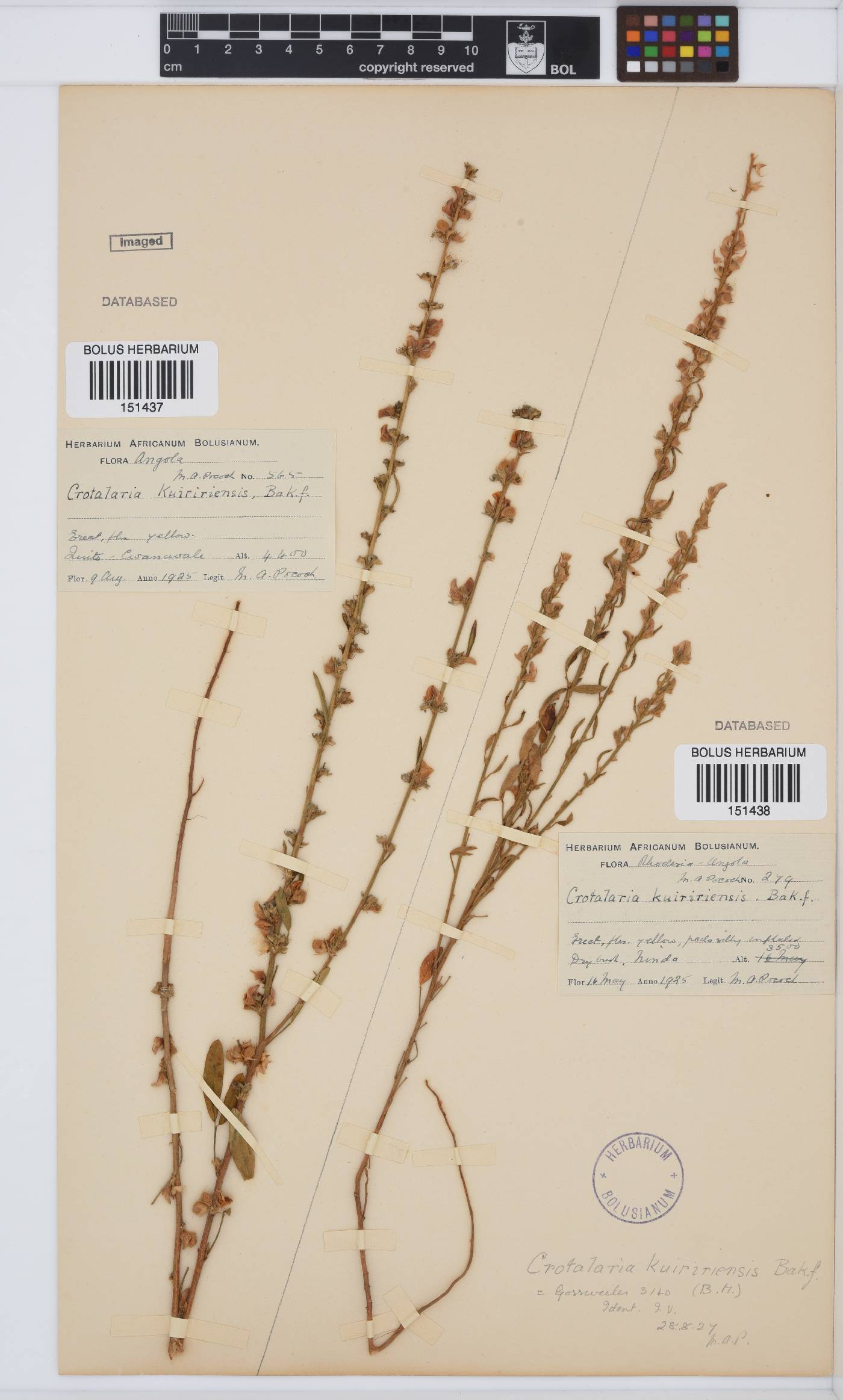 Crotalaria kuiririensis image