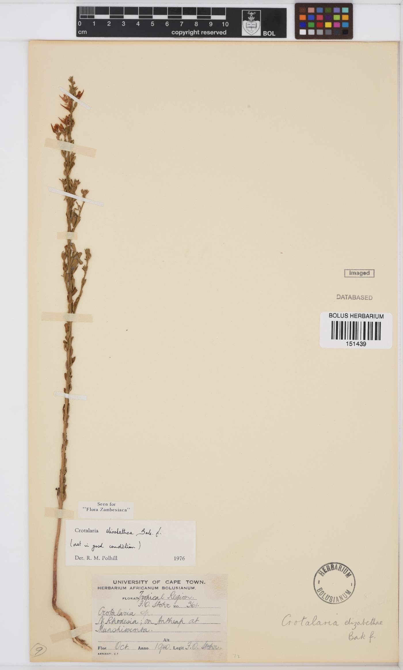 Crotalaria elisabethae image