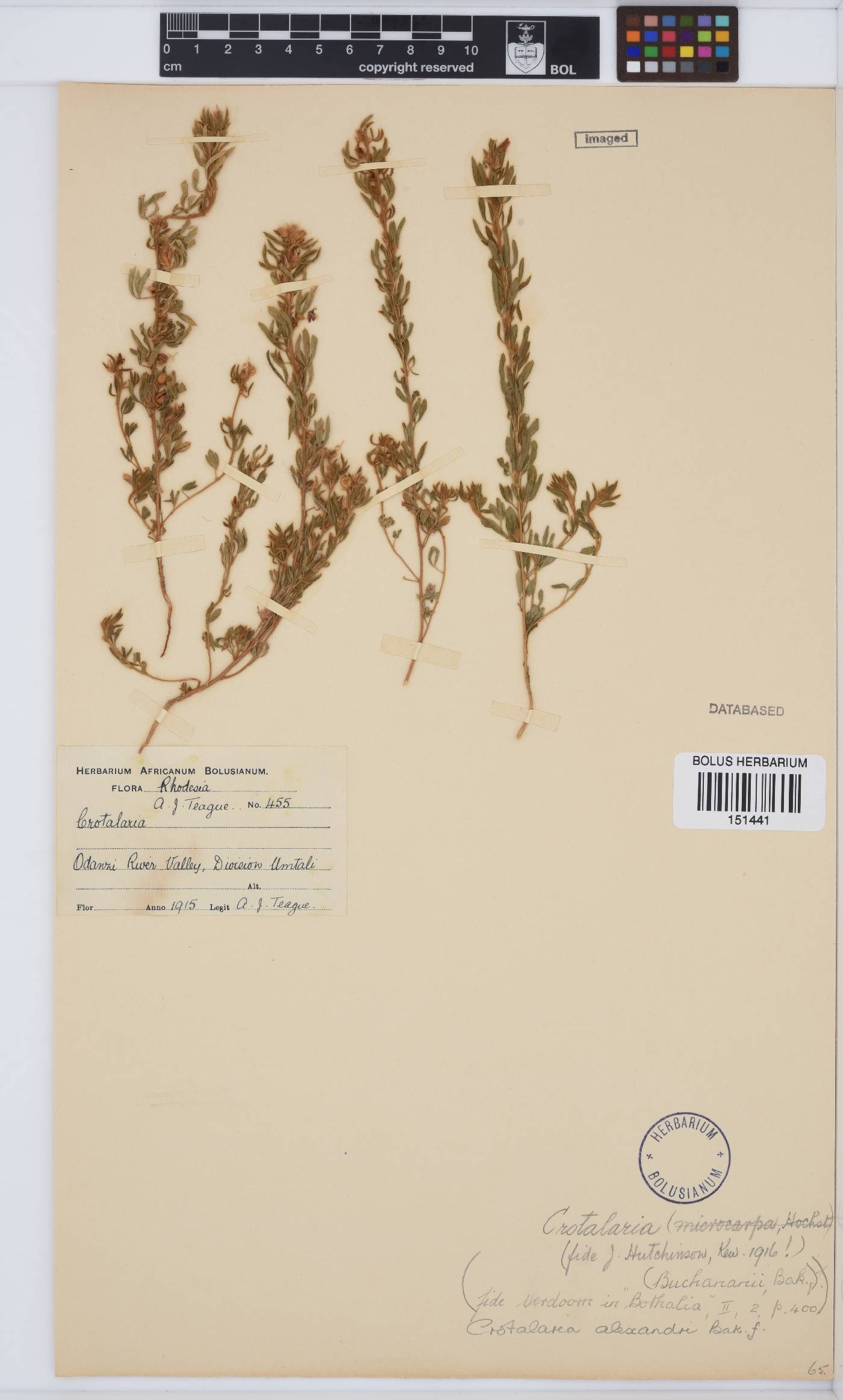 Crotalaria alexandri image