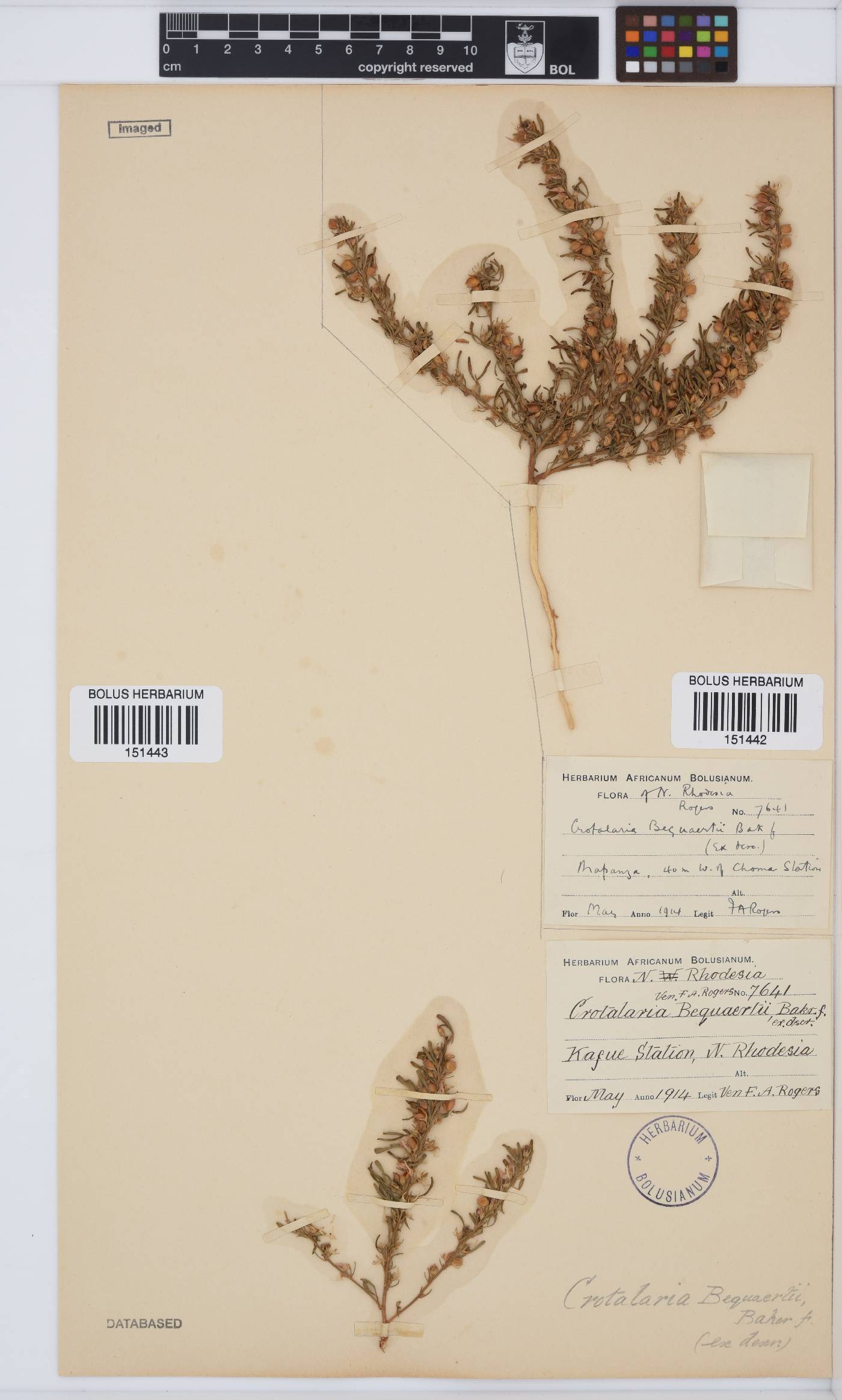 Crotalaria bequaertii image