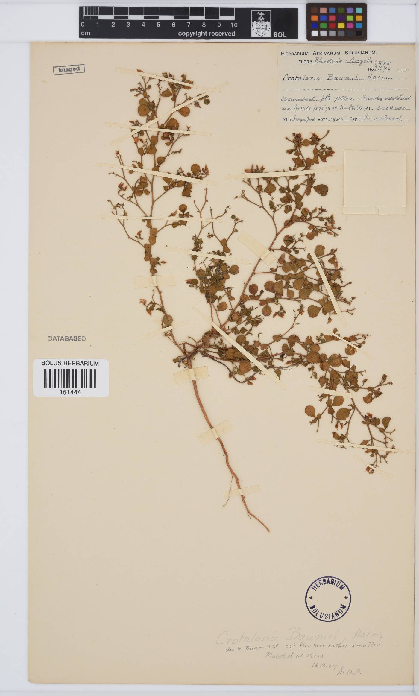 Crotalaria baumii image