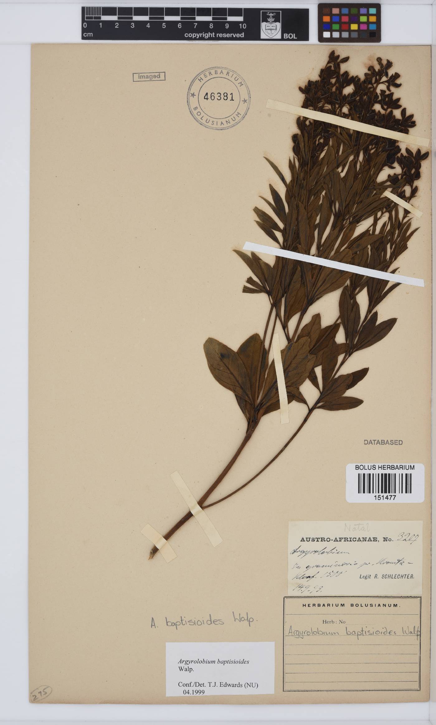 Argyrolobium baptisioides image