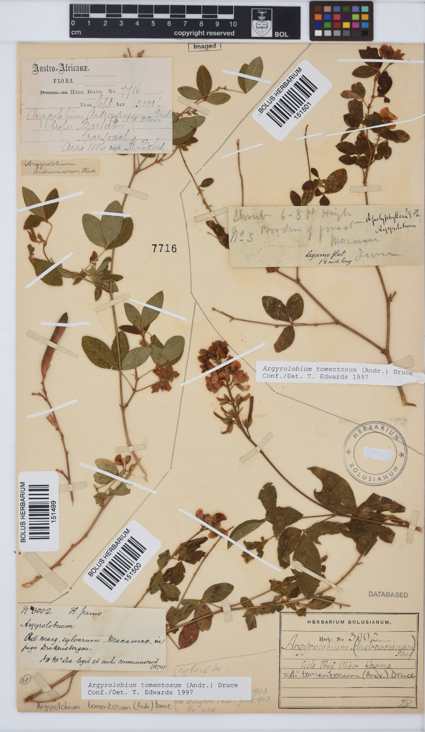 Argyrolobium tomentosum image