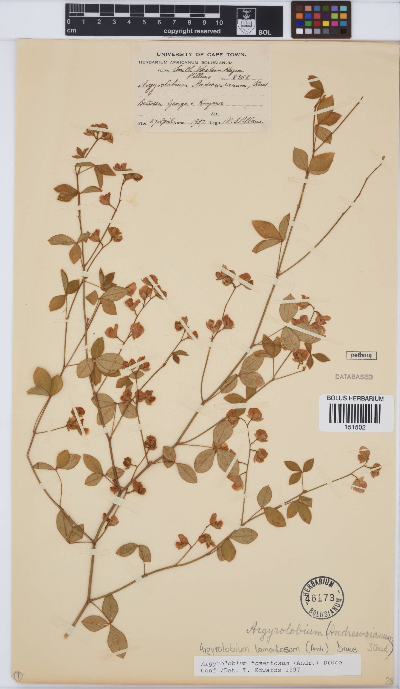 Argyrolobium image