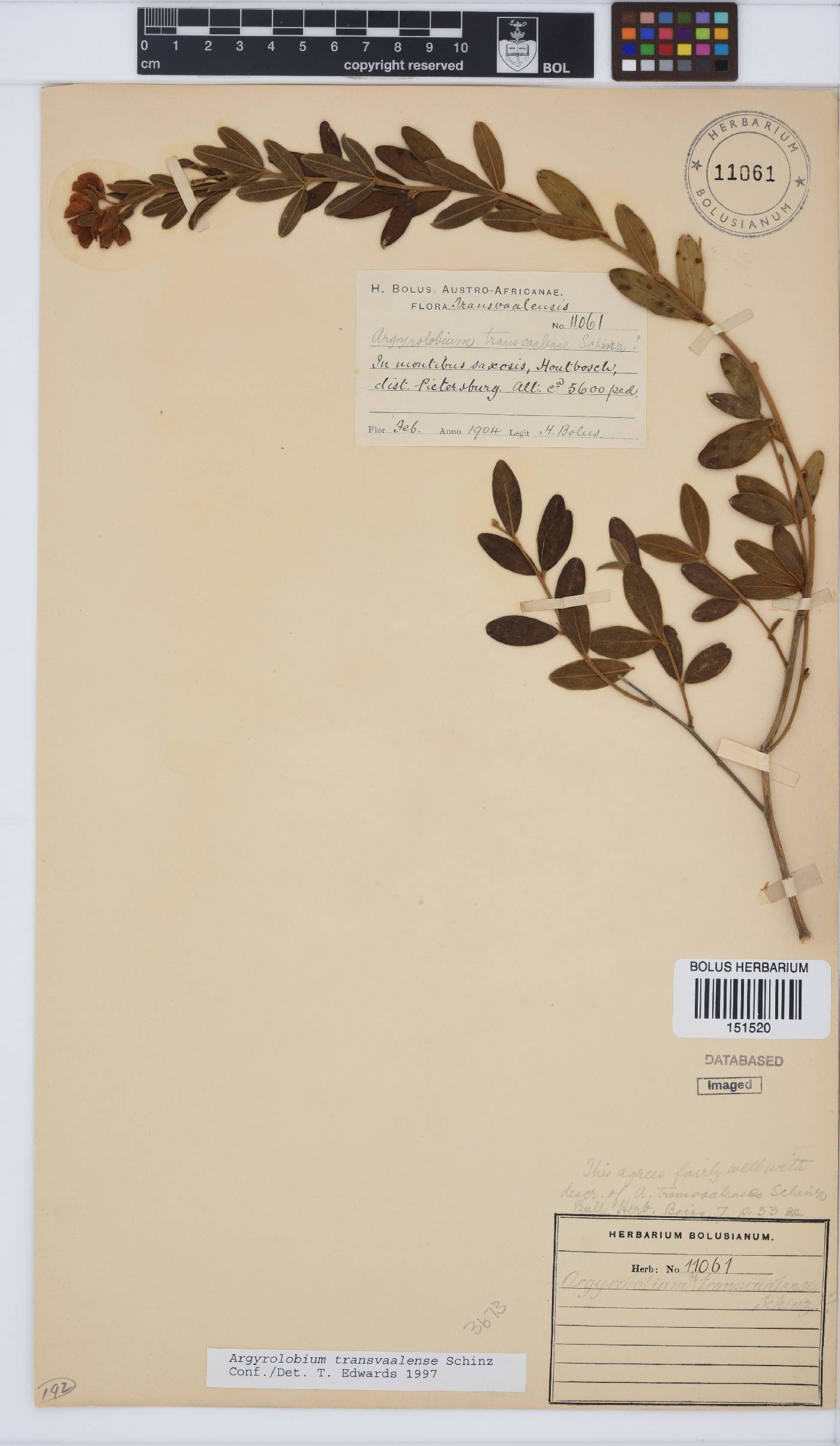 Argyrolobium transvaalense image