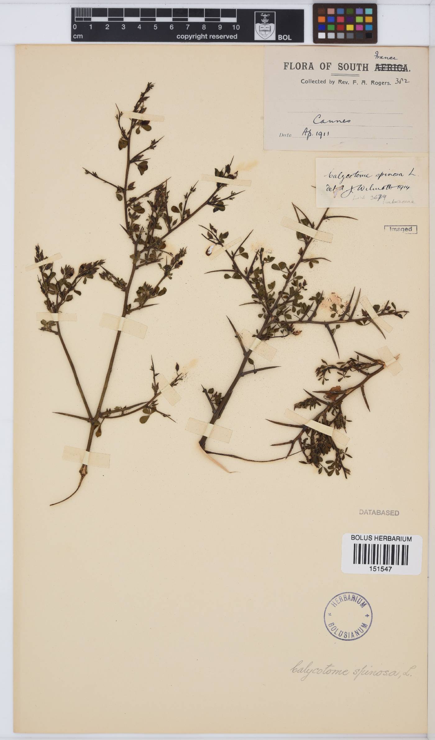 Calicotome spinosa image