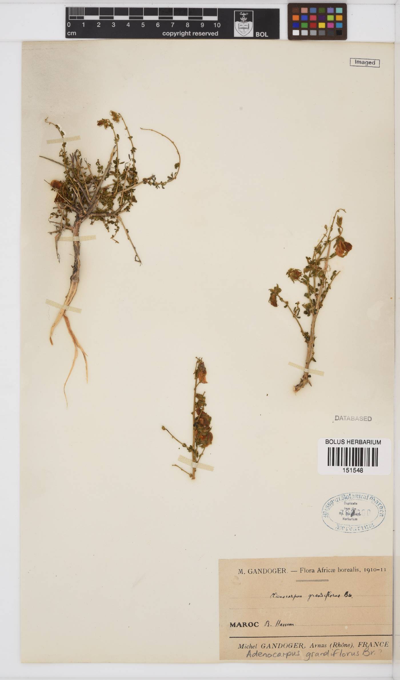 Adenocarpus grandiflorus image