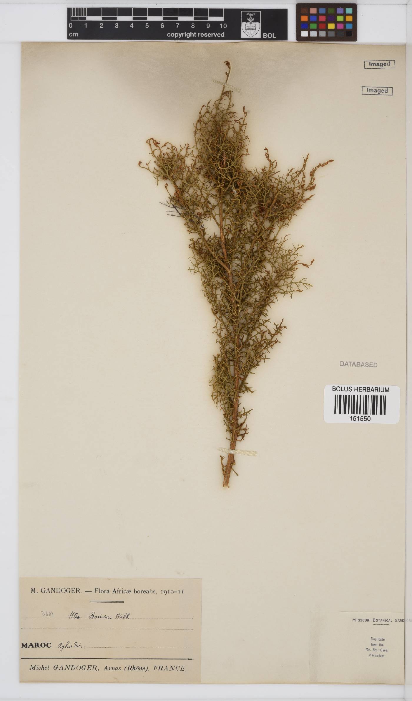 Stauracanthus boivinii image