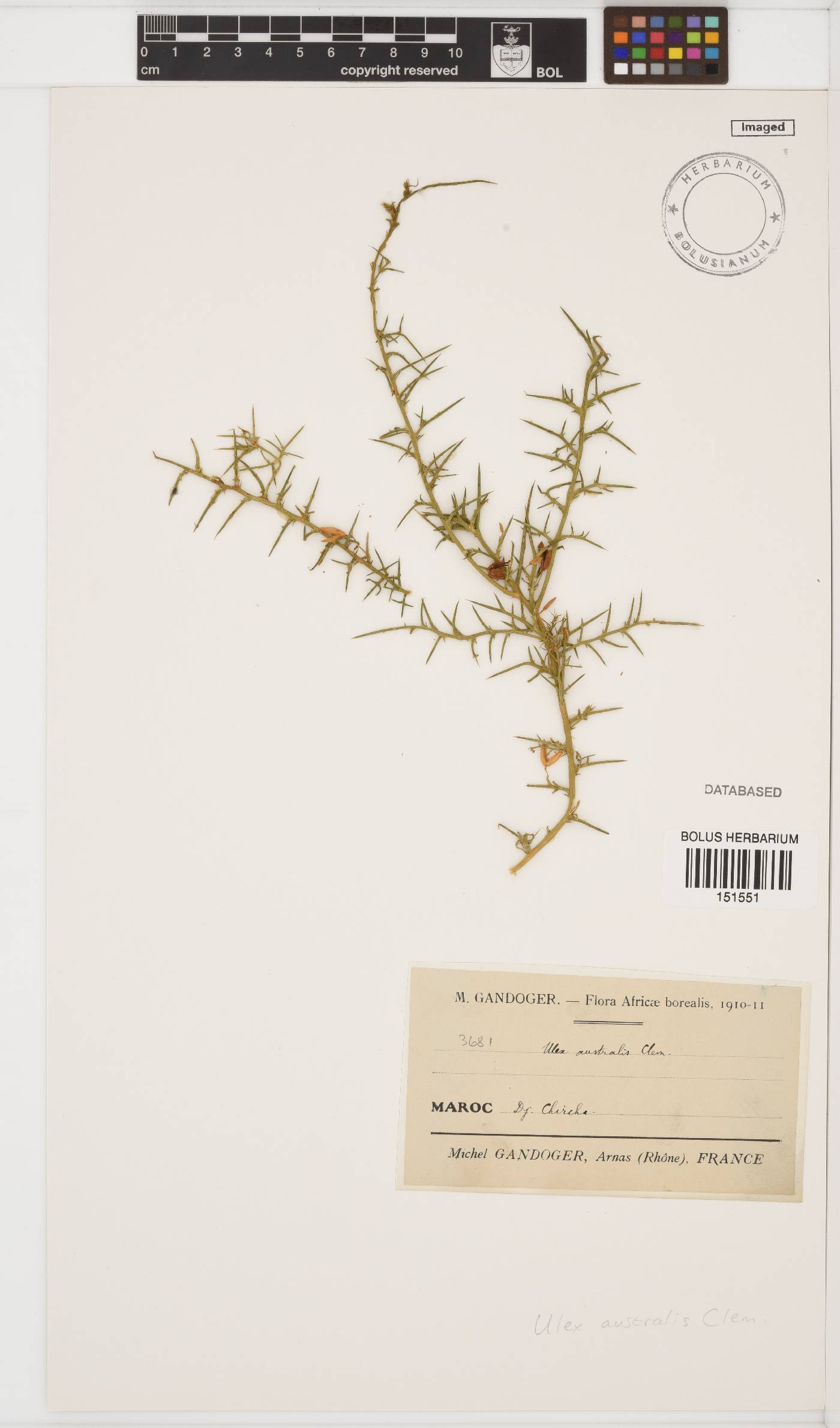 Ulex australis image