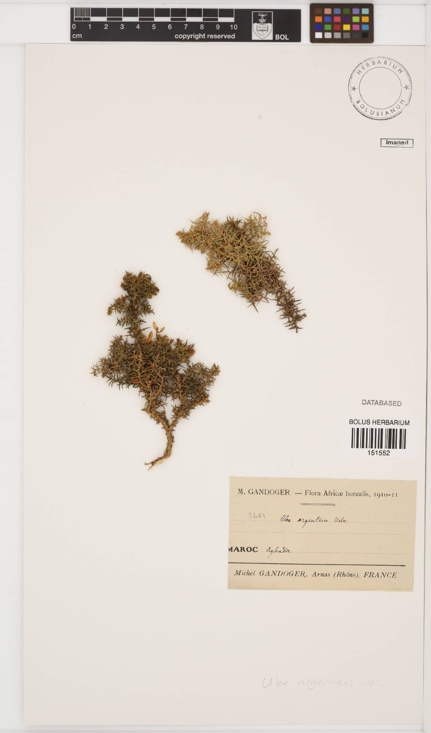 Ulex argenteus image