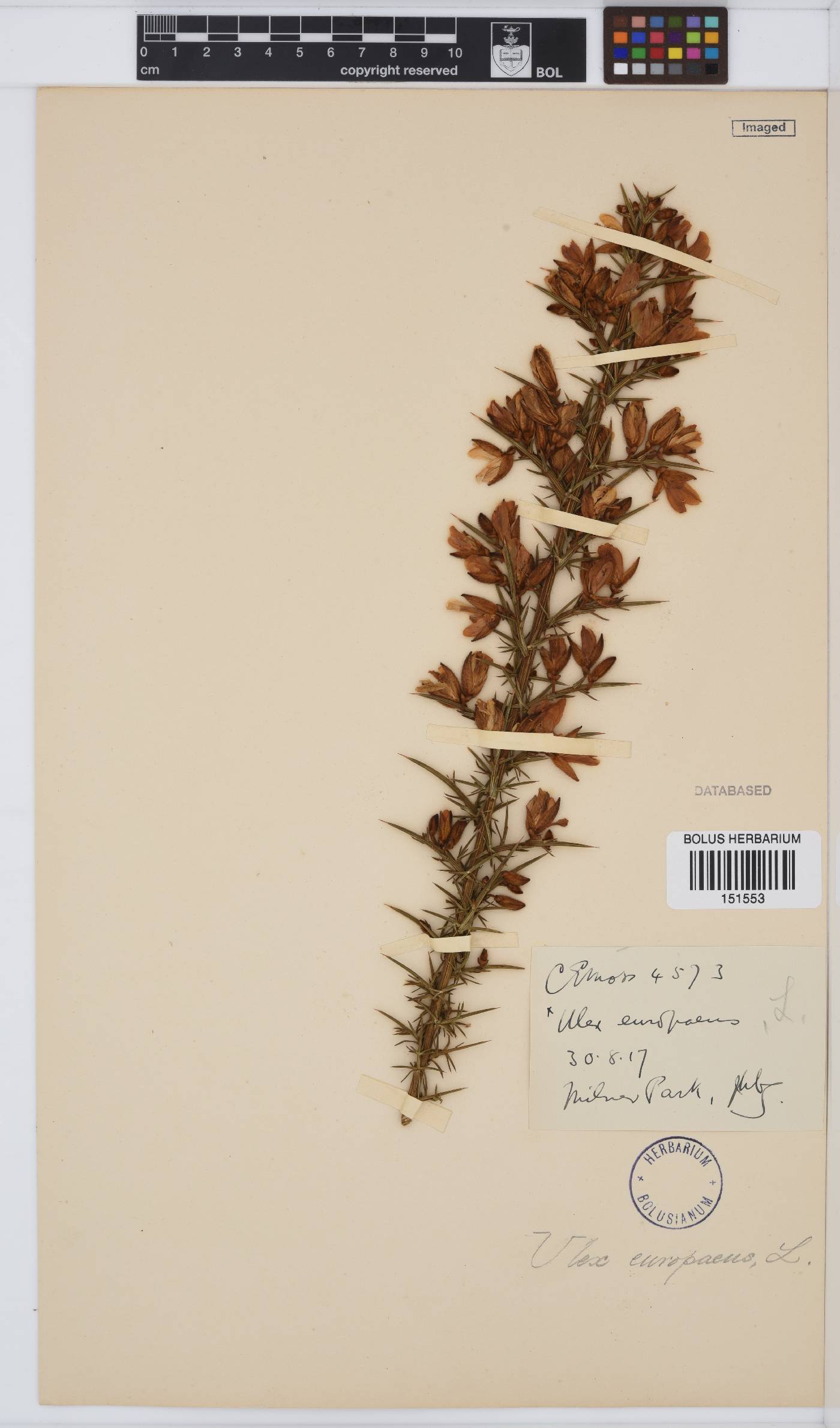 Ulex europaeus image