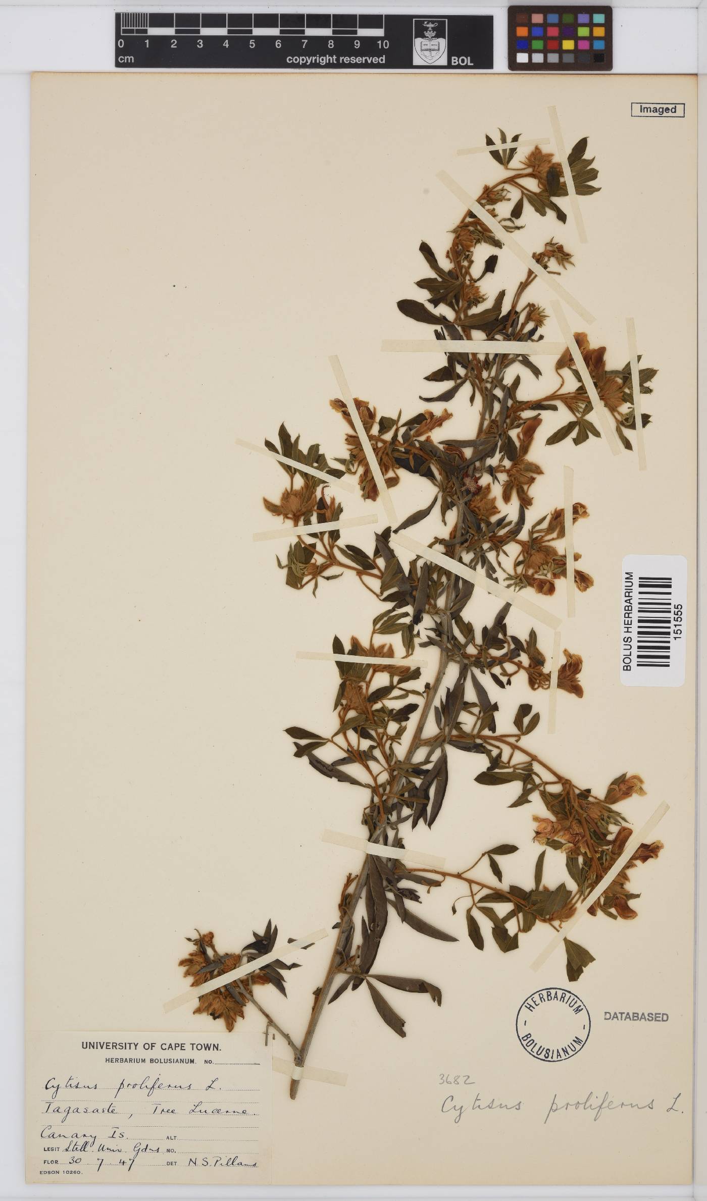 Chamaecytisus prolifer image