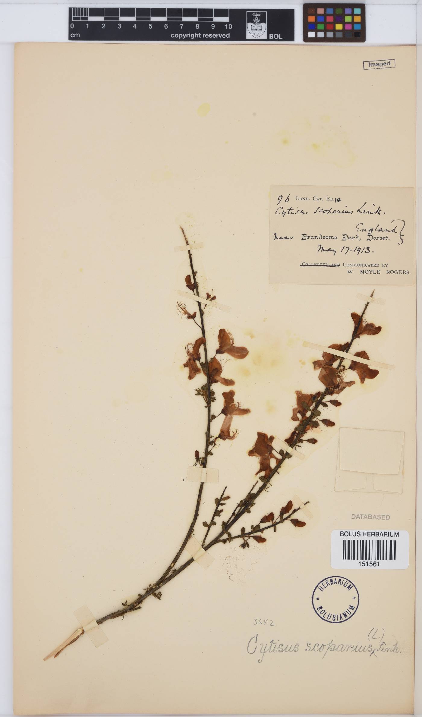 Cytisus scoparius image