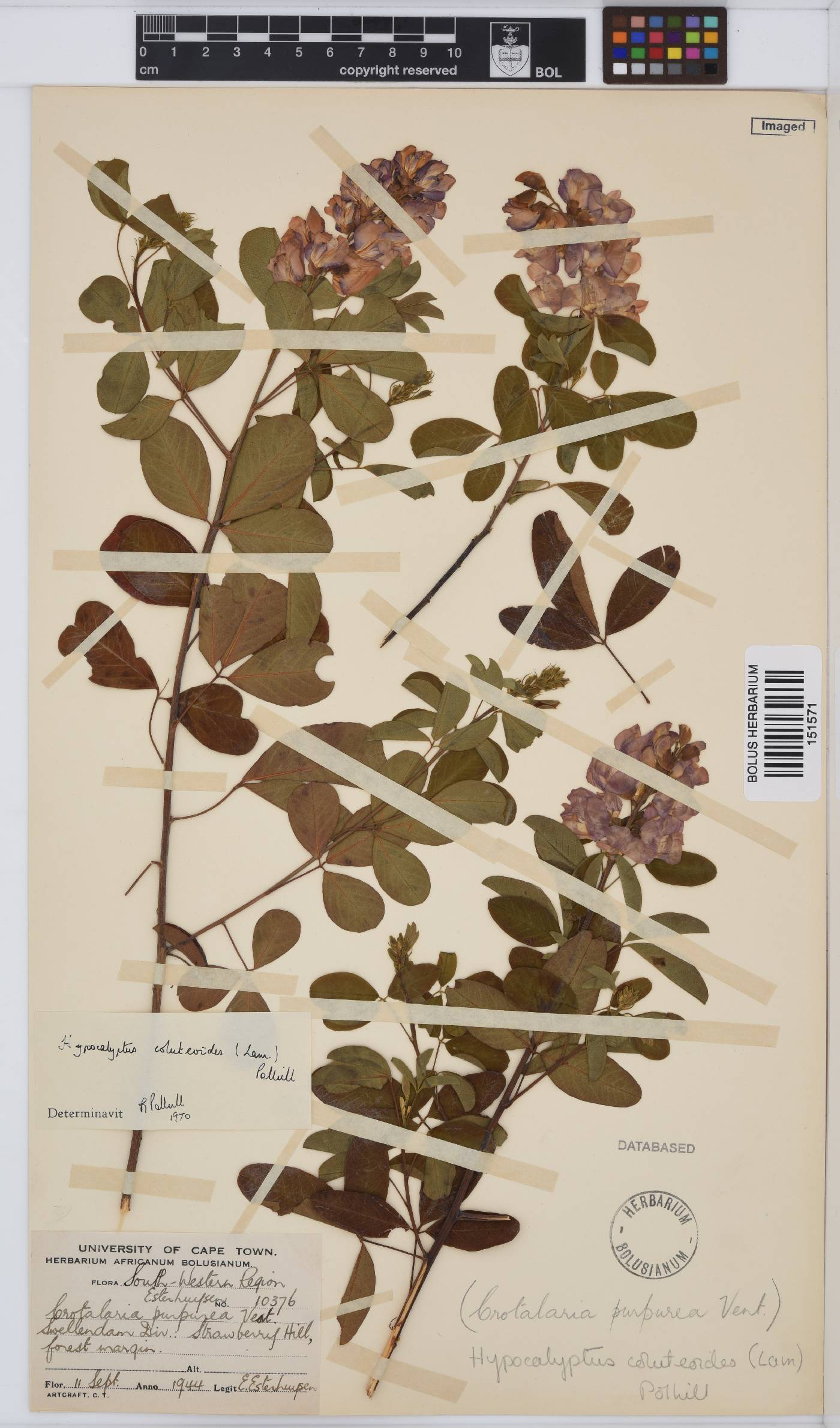 Hypocalyptus coluteoides image