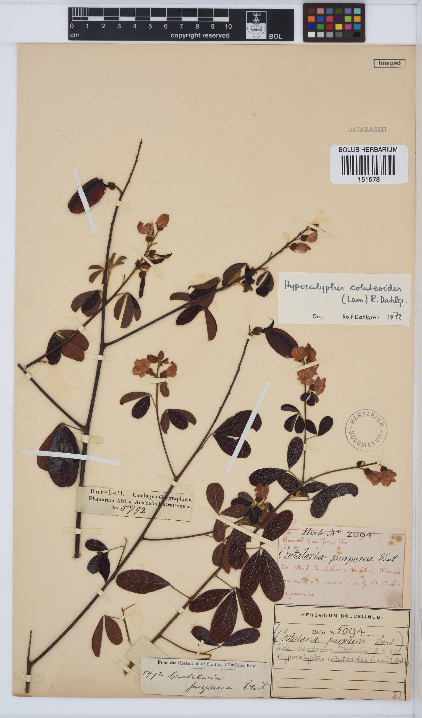 Hypocalyptus image