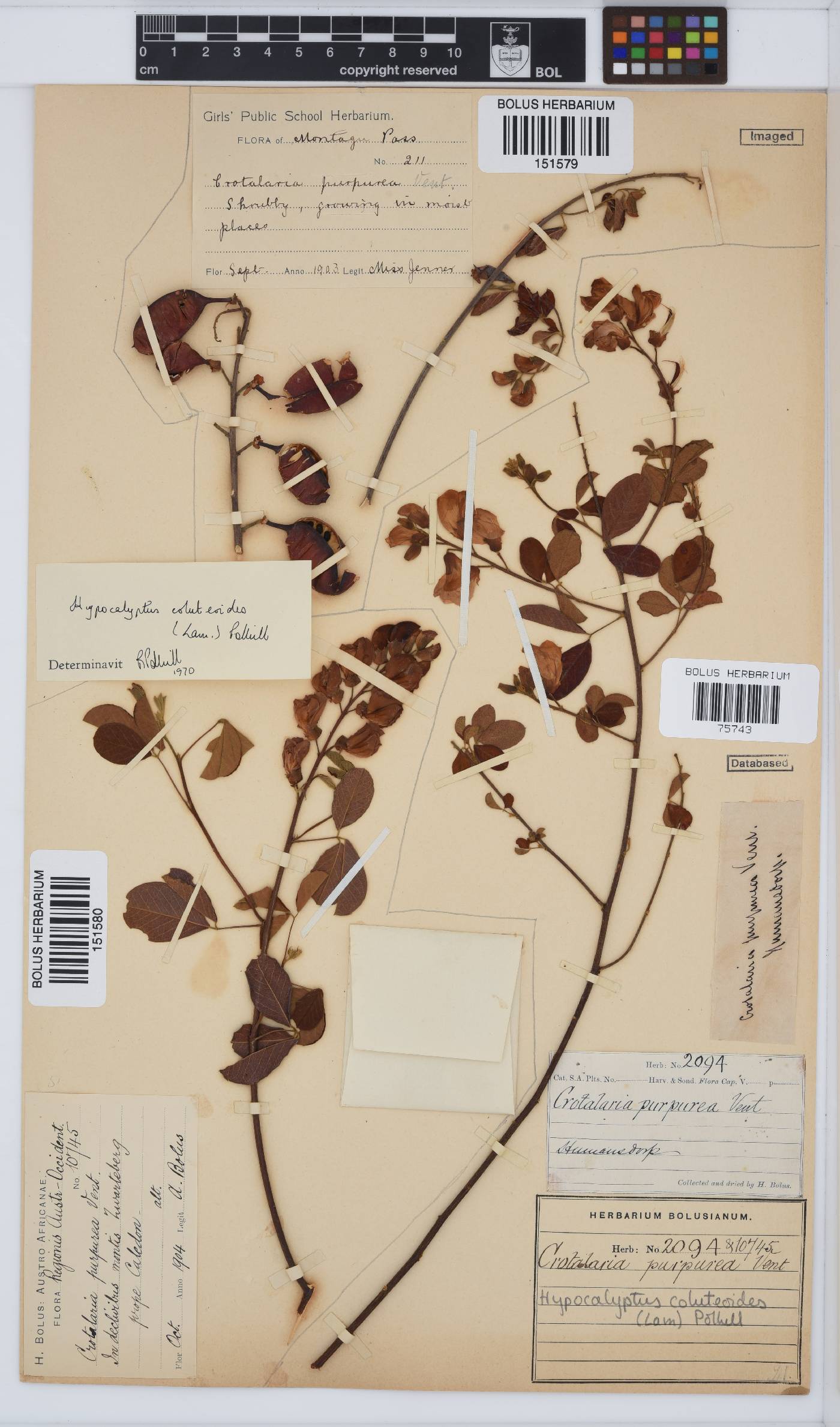 Hypocalyptus coluteoides image