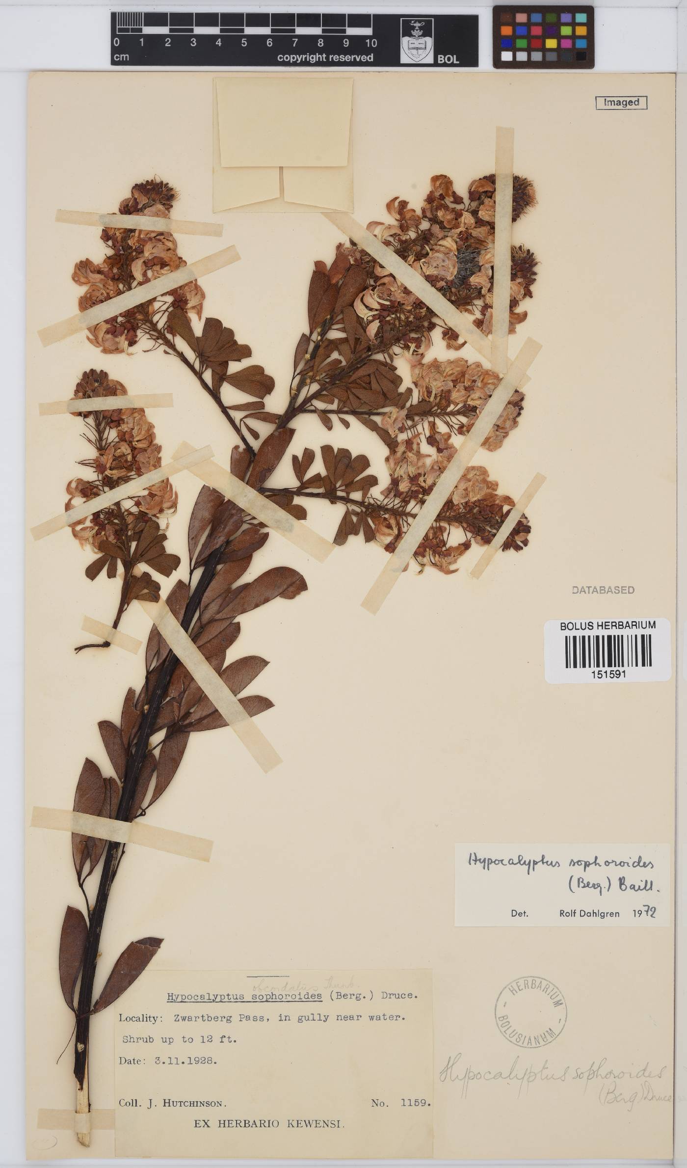 Hypocalyptus image