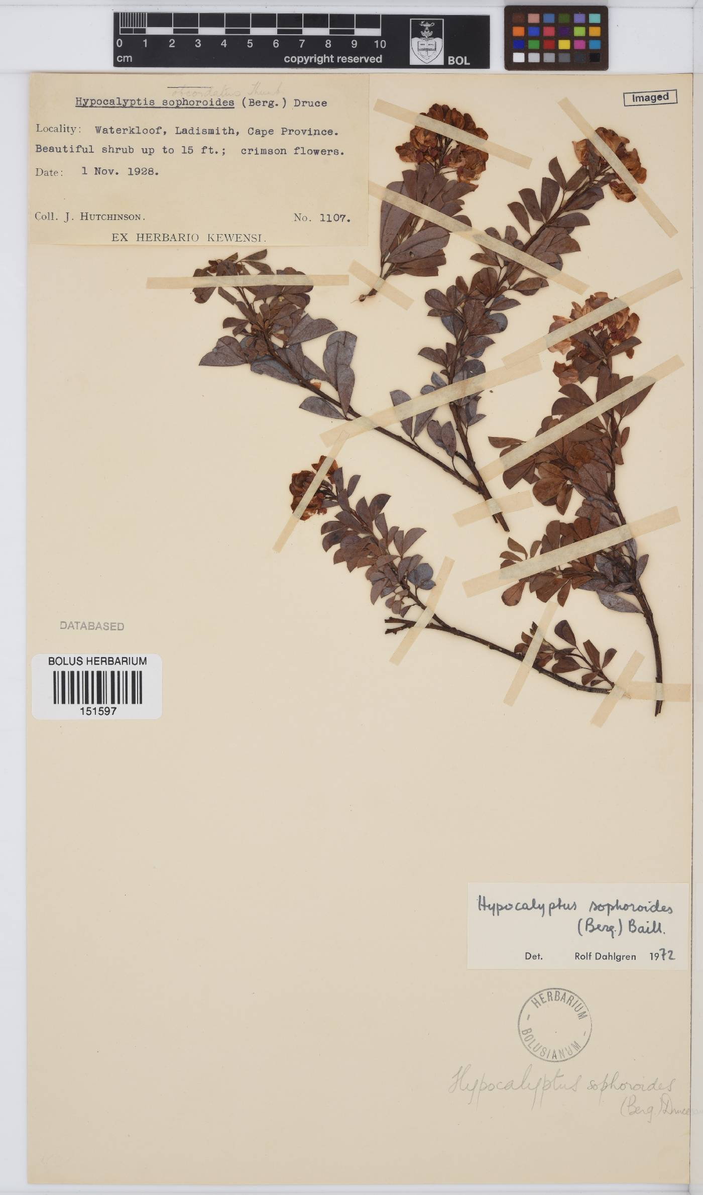 Hypocalyptus sophoroides image