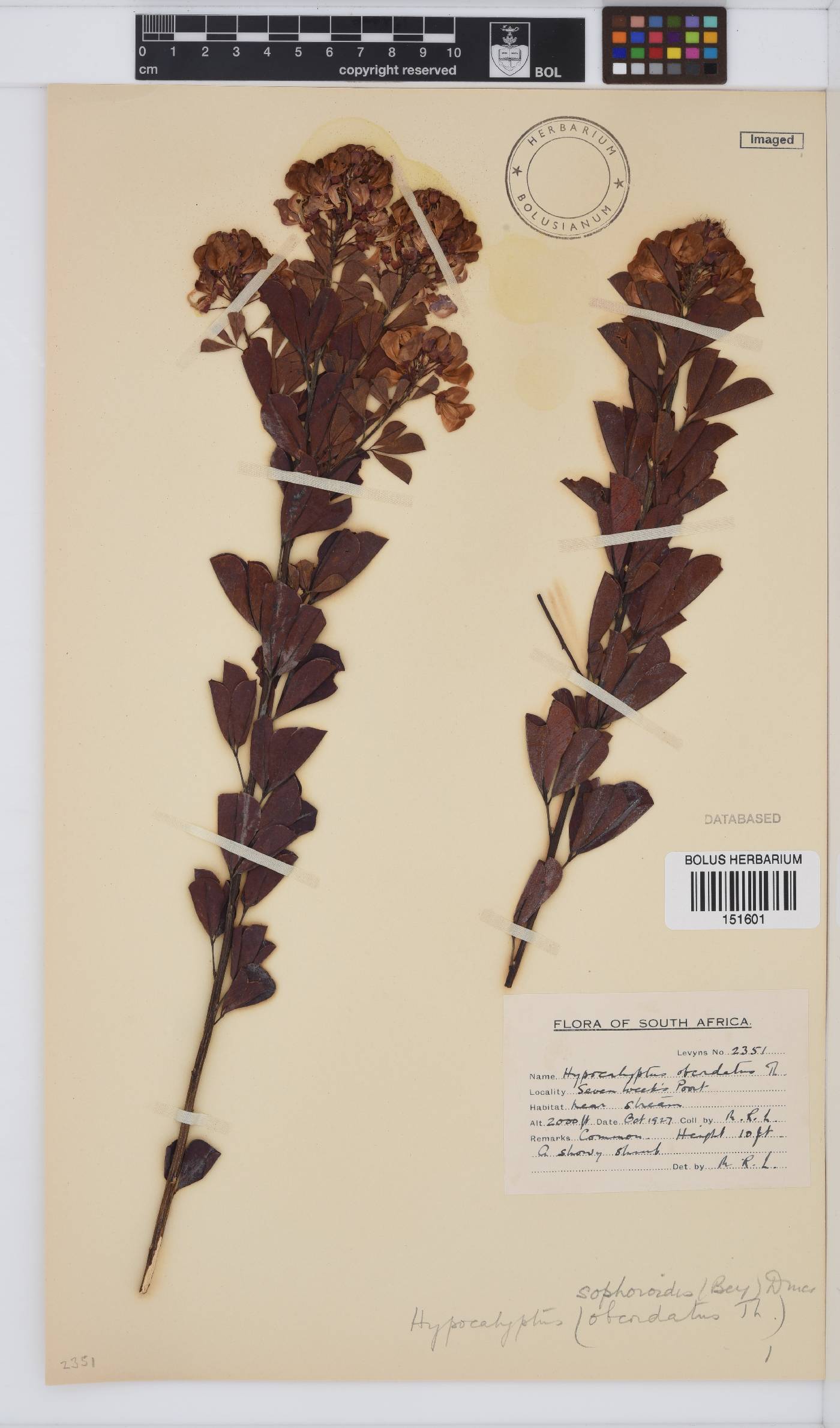 Hypocalyptus sophoroides image
