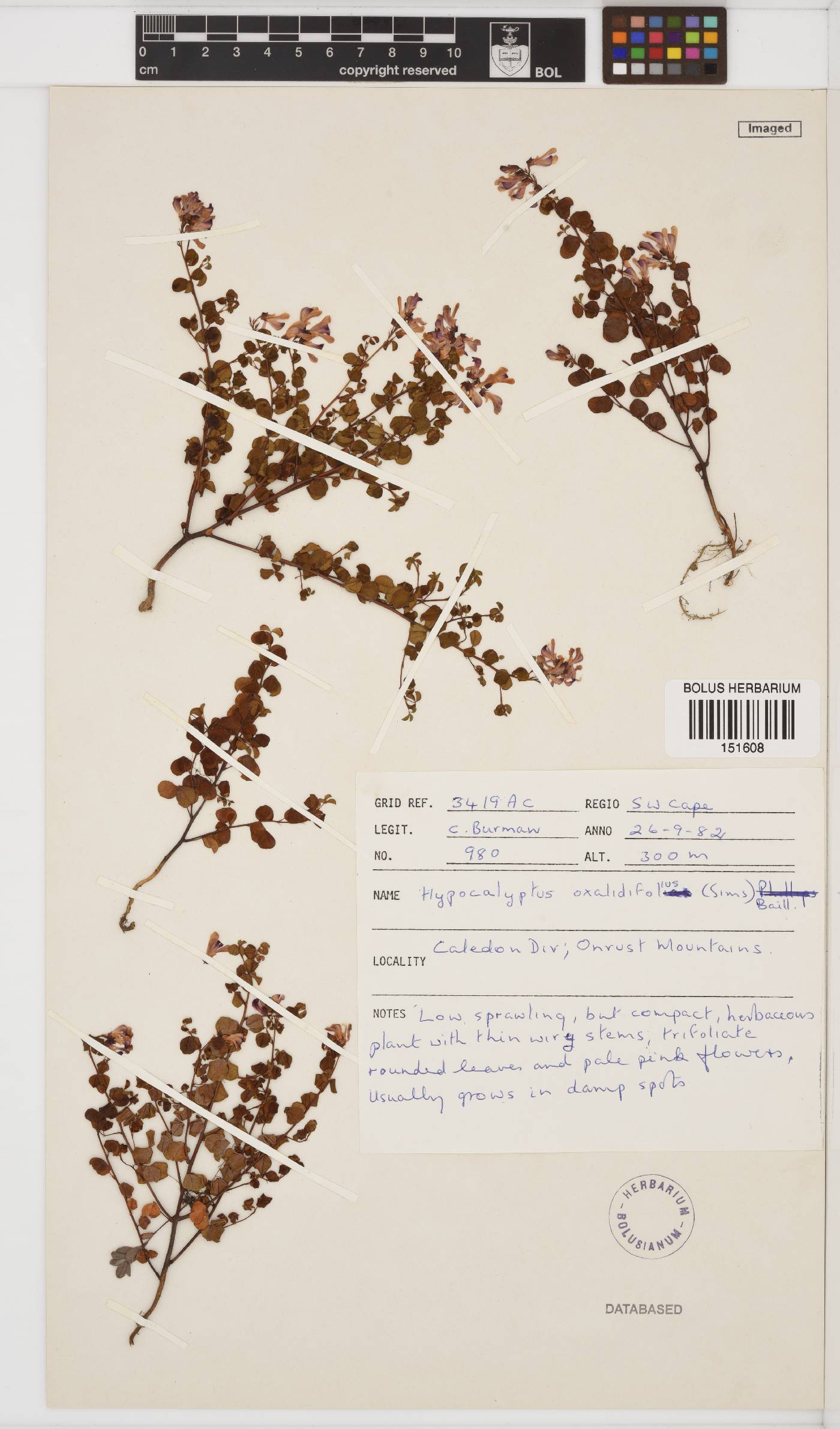 Hypocalyptus oxalidifolius image