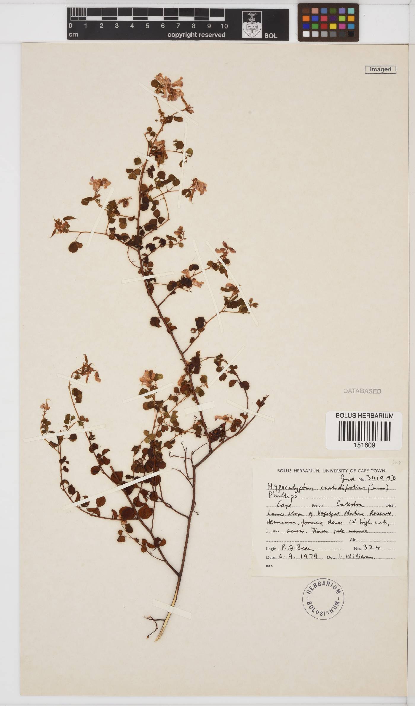 Hypocalyptus image