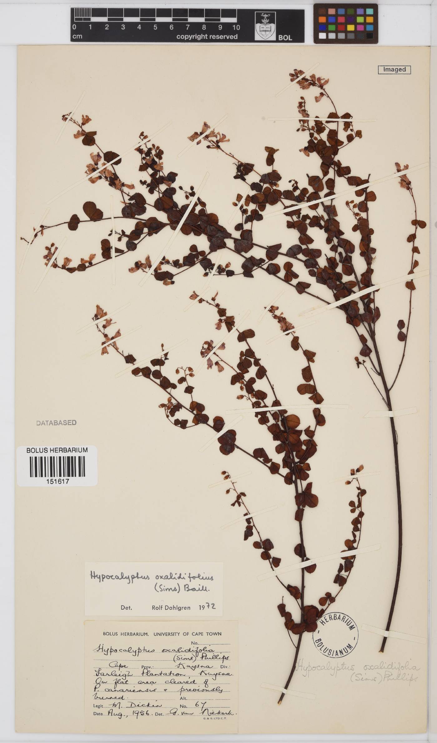 Hypocalyptus oxalidifolius image