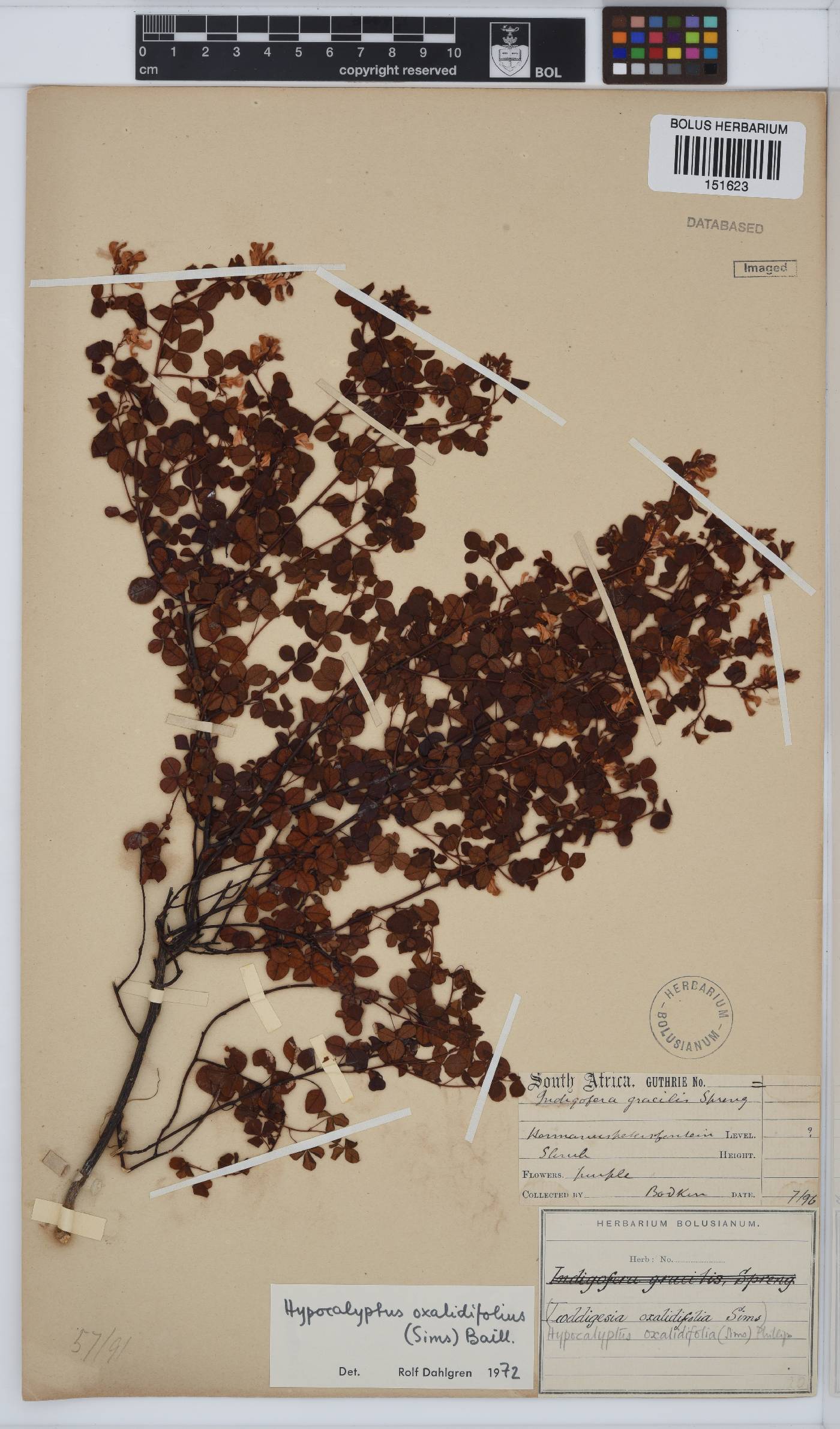Hypocalyptus oxalidifolius image
