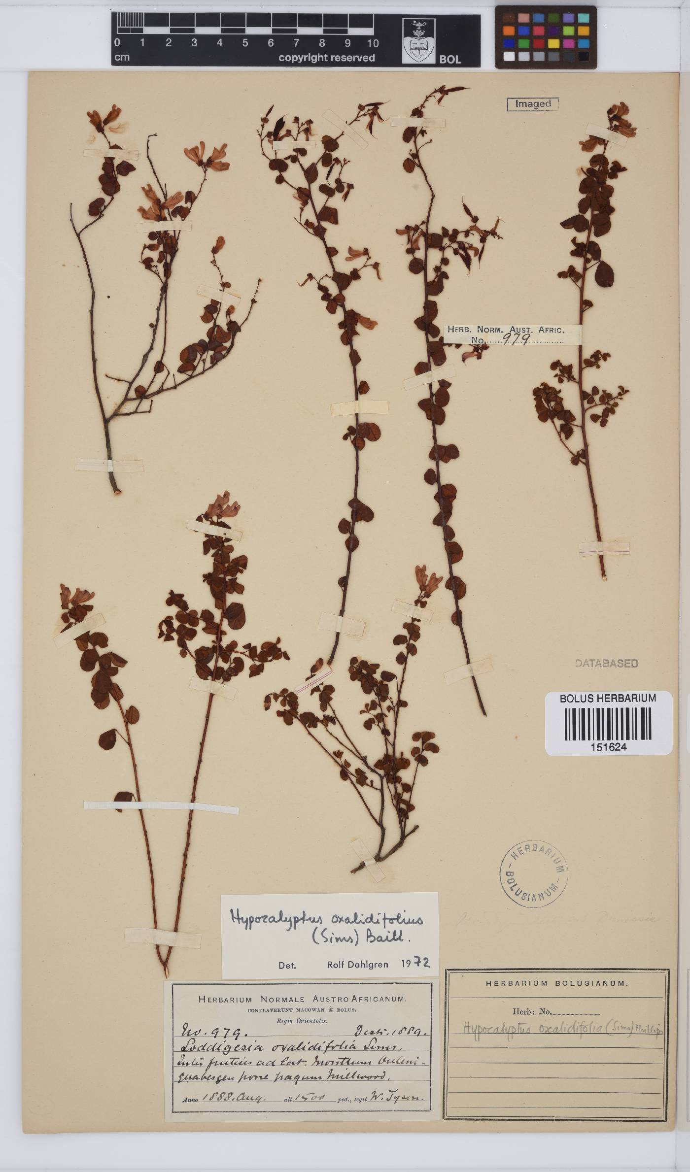 Hypocalyptus oxalidifolius image